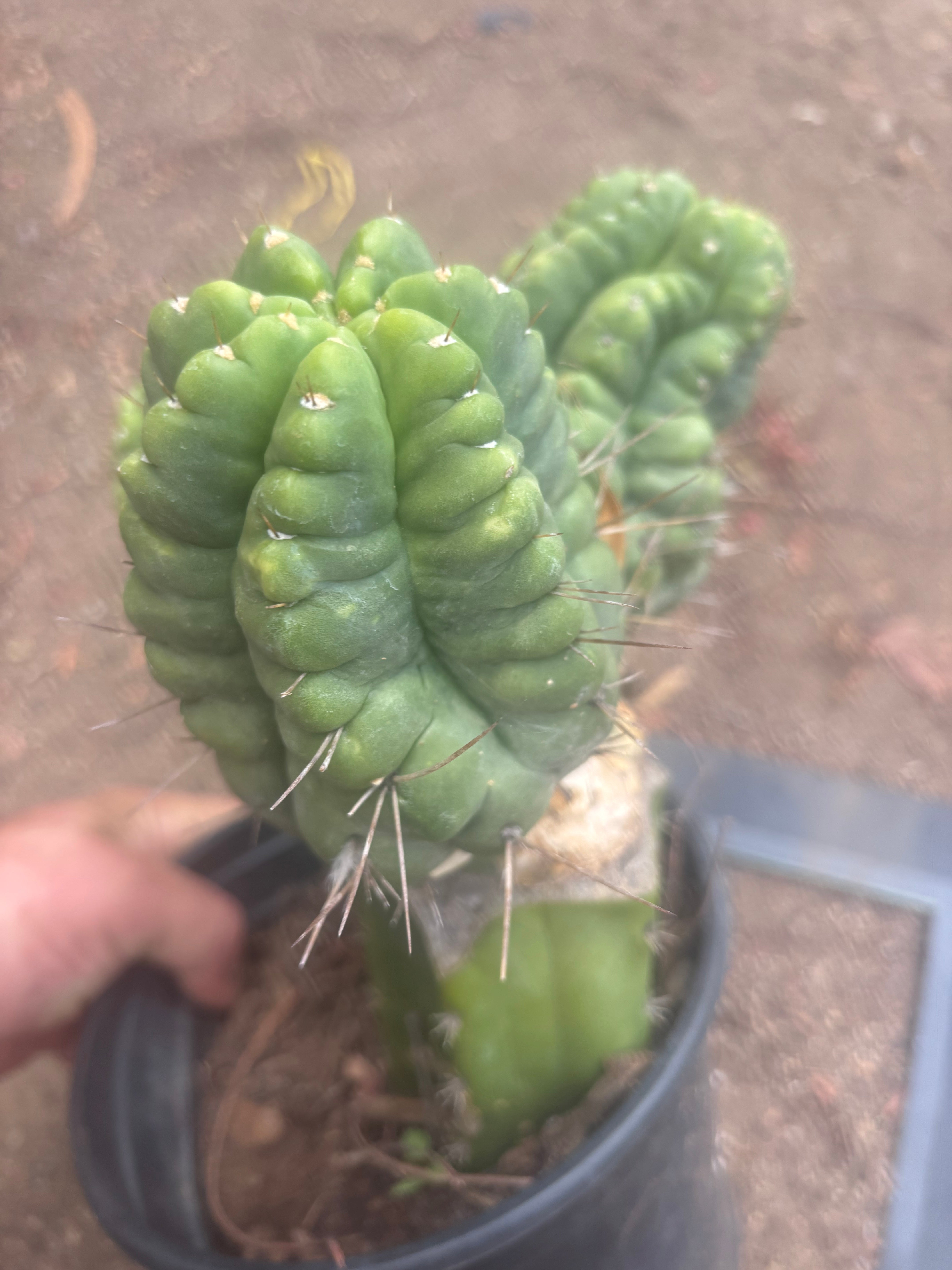 💎👑💎 Havran — XL Established Graft on Rooted PC
