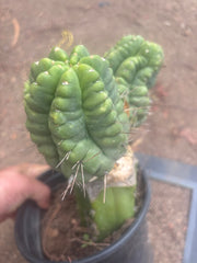 💎👑💎 Havran — XL Established Graft on Rooted PC
