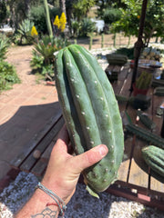 👑🌶️ Pierre — BEEFY 13” Pup
