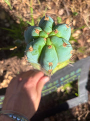 💎👑💎 Papa Smurf — Fat 8” Tip