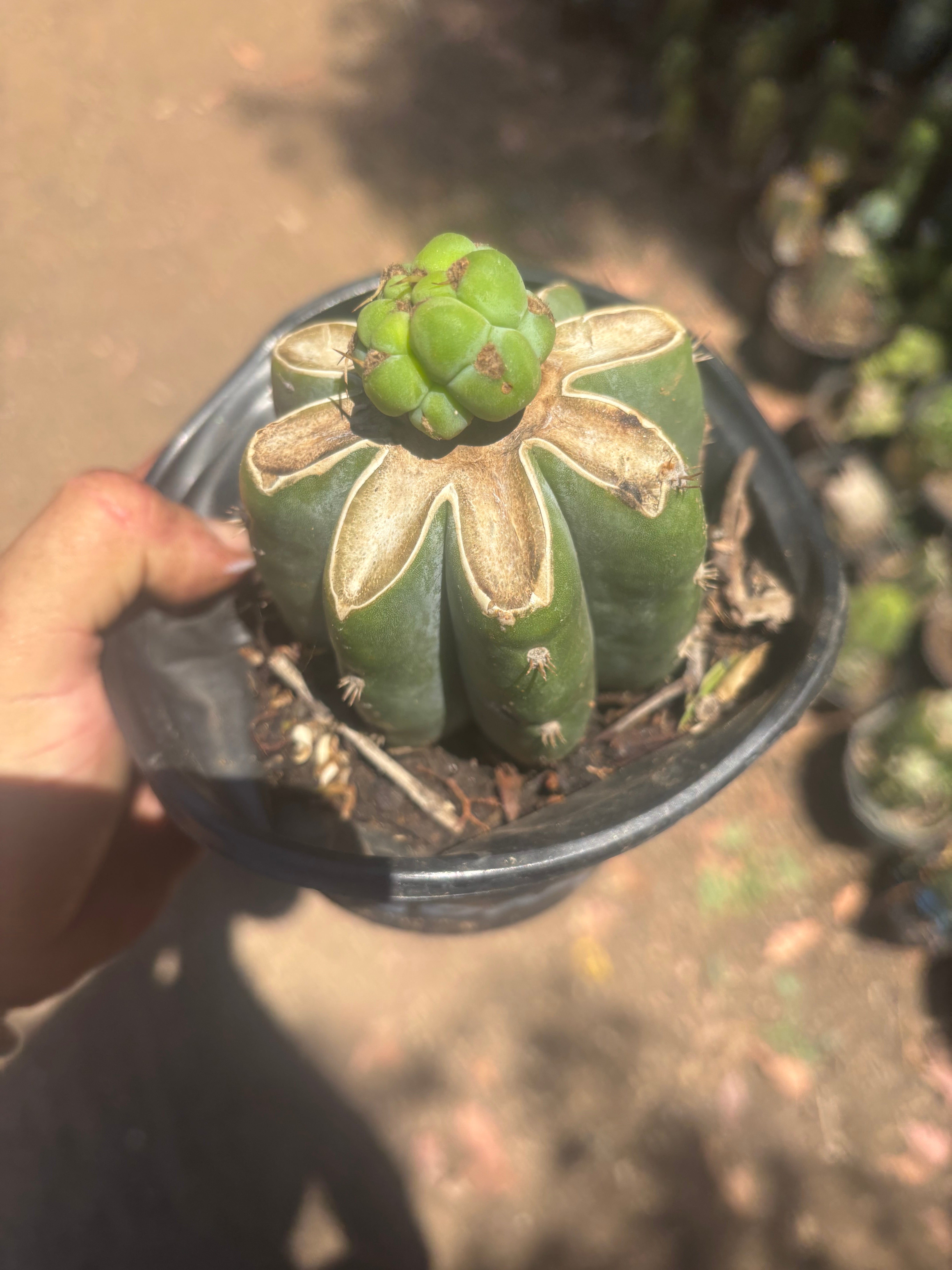 💎🌶️🌶️ NOM — Pup Graft On Rooted Shine01