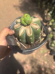💎🌶️🌶️ NOM — Pup Graft On Rooted Shine01