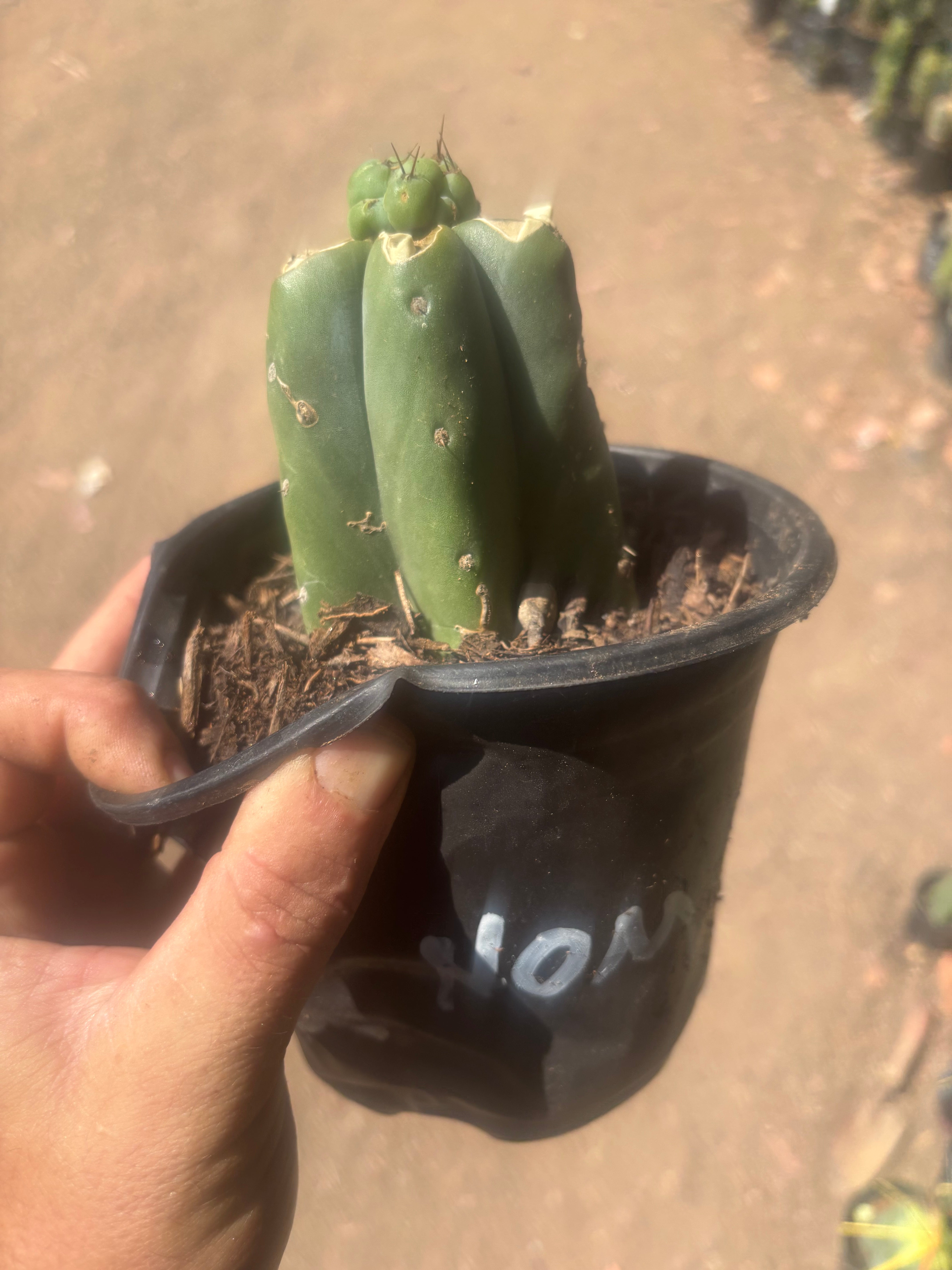💎🌶️🌶️ NOM — Pup Graft on Rooted Pierre