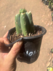💎🌶️🌶️ NOM — Pup Graft on Rooted Pierre