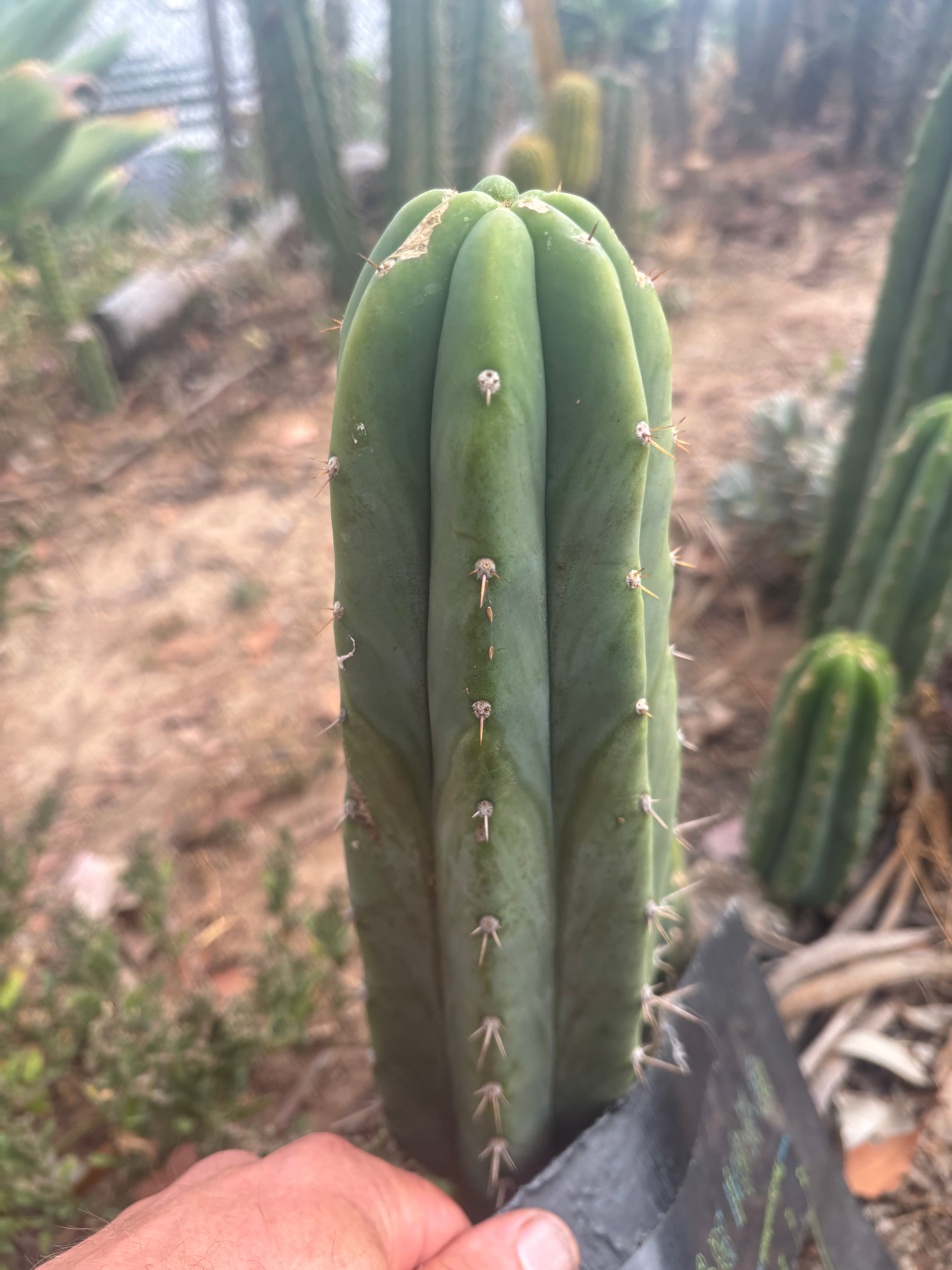 👑🌶️🌶️ Landfill — 8.5” Tip