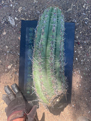 💎💎 Taquimbalensis — MASSIVE 18” Pup