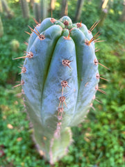 💎👑💎 Papa Smurf — XXL 14” Tip