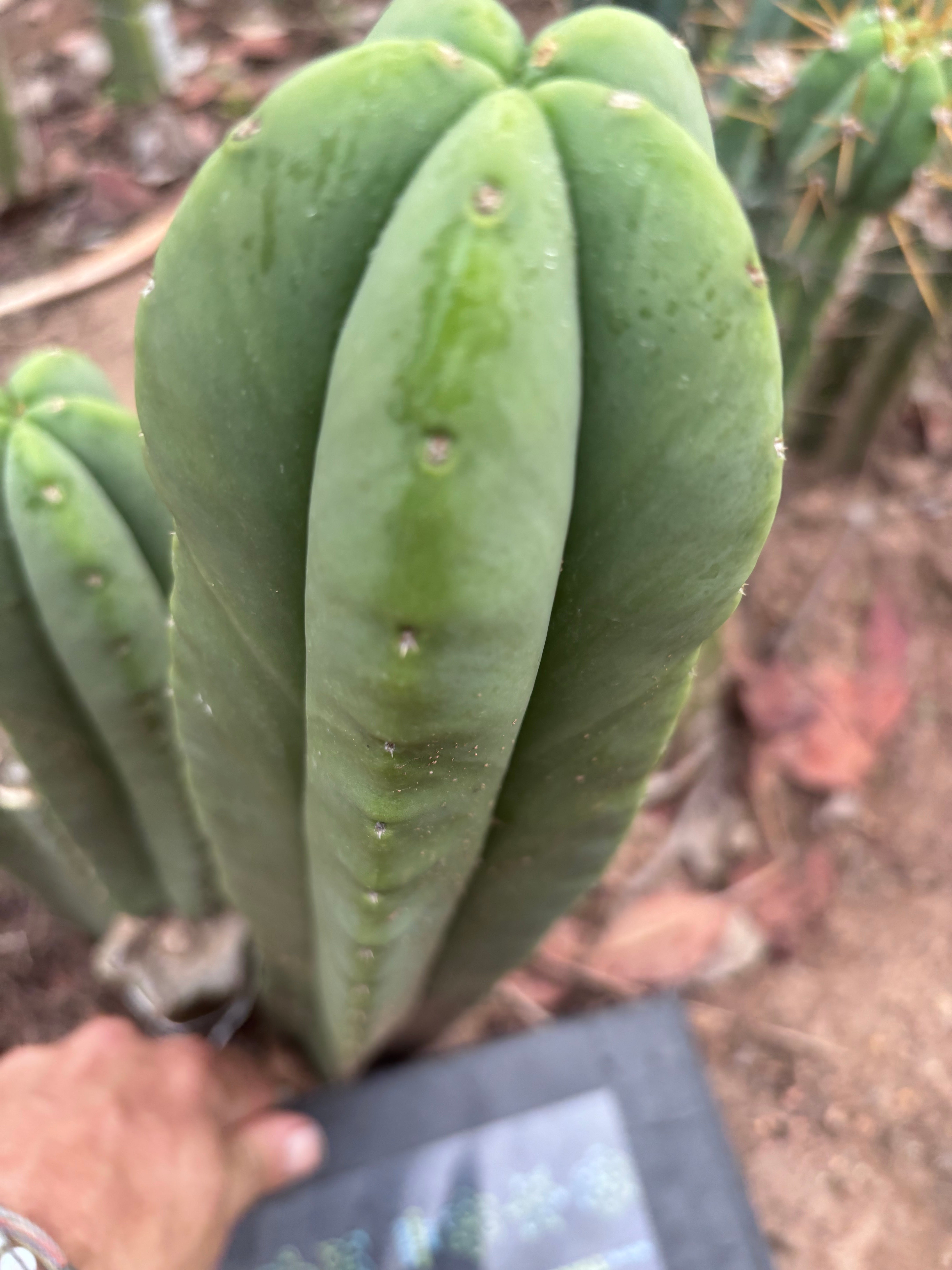 👑💎 Aussie Scop — Chonky 12” Pup
