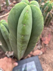 👑💎 Aussie Scop — Chonky 12” Pup