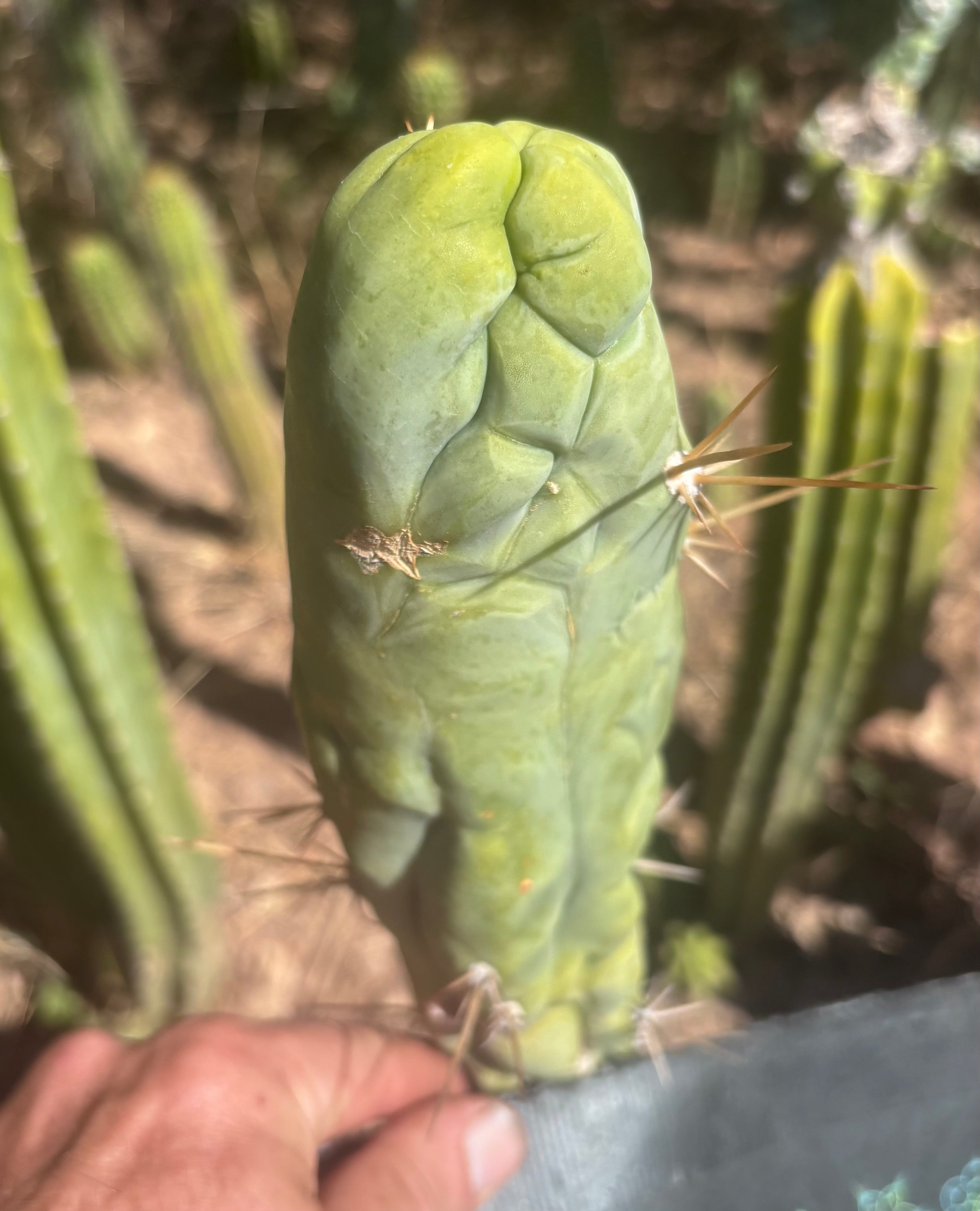 💎👑 Bruce’s Dragon — Chonky 8” Tip