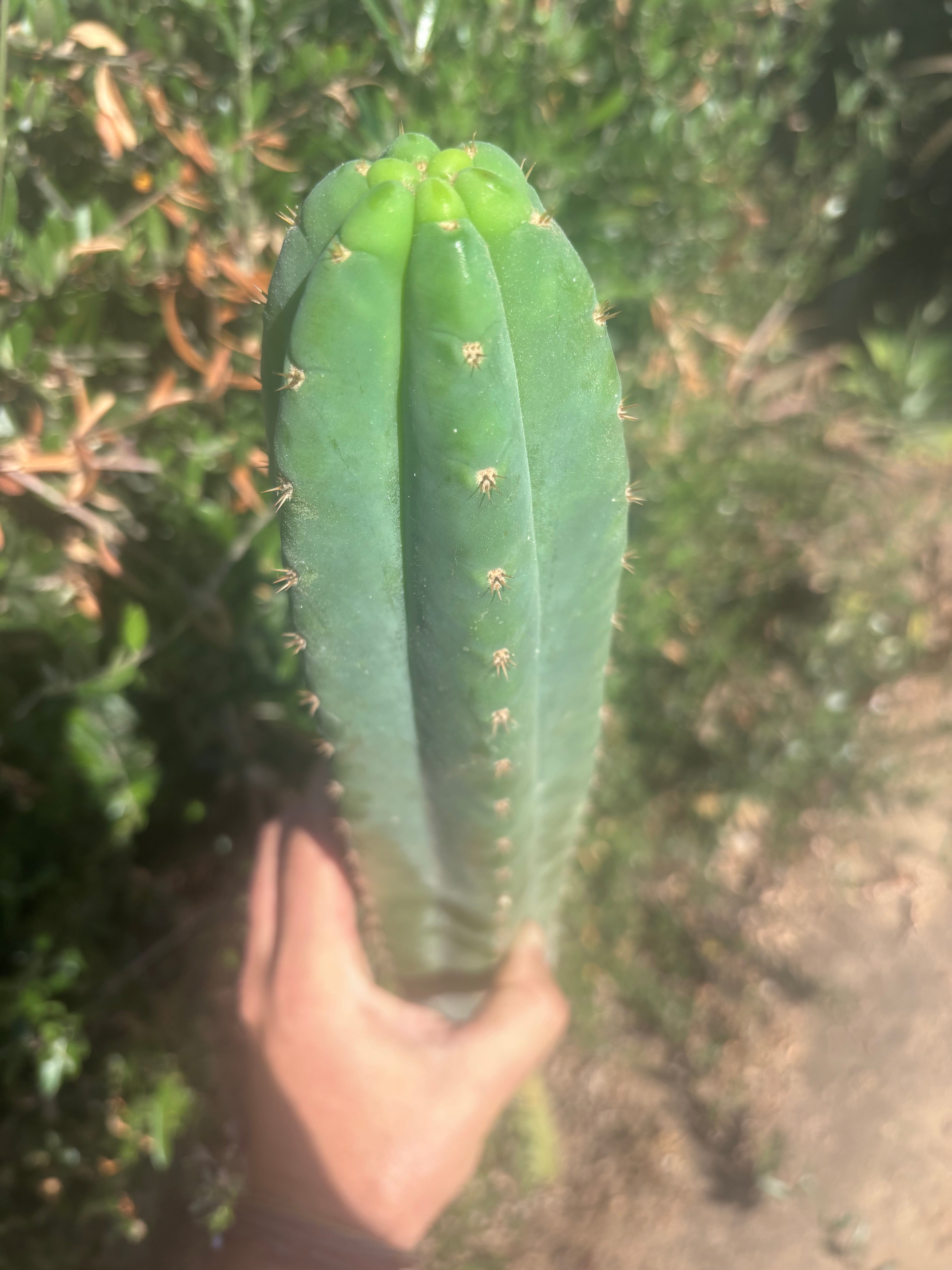 👑🌶️ Ventucky Blue — XL 17” Pups