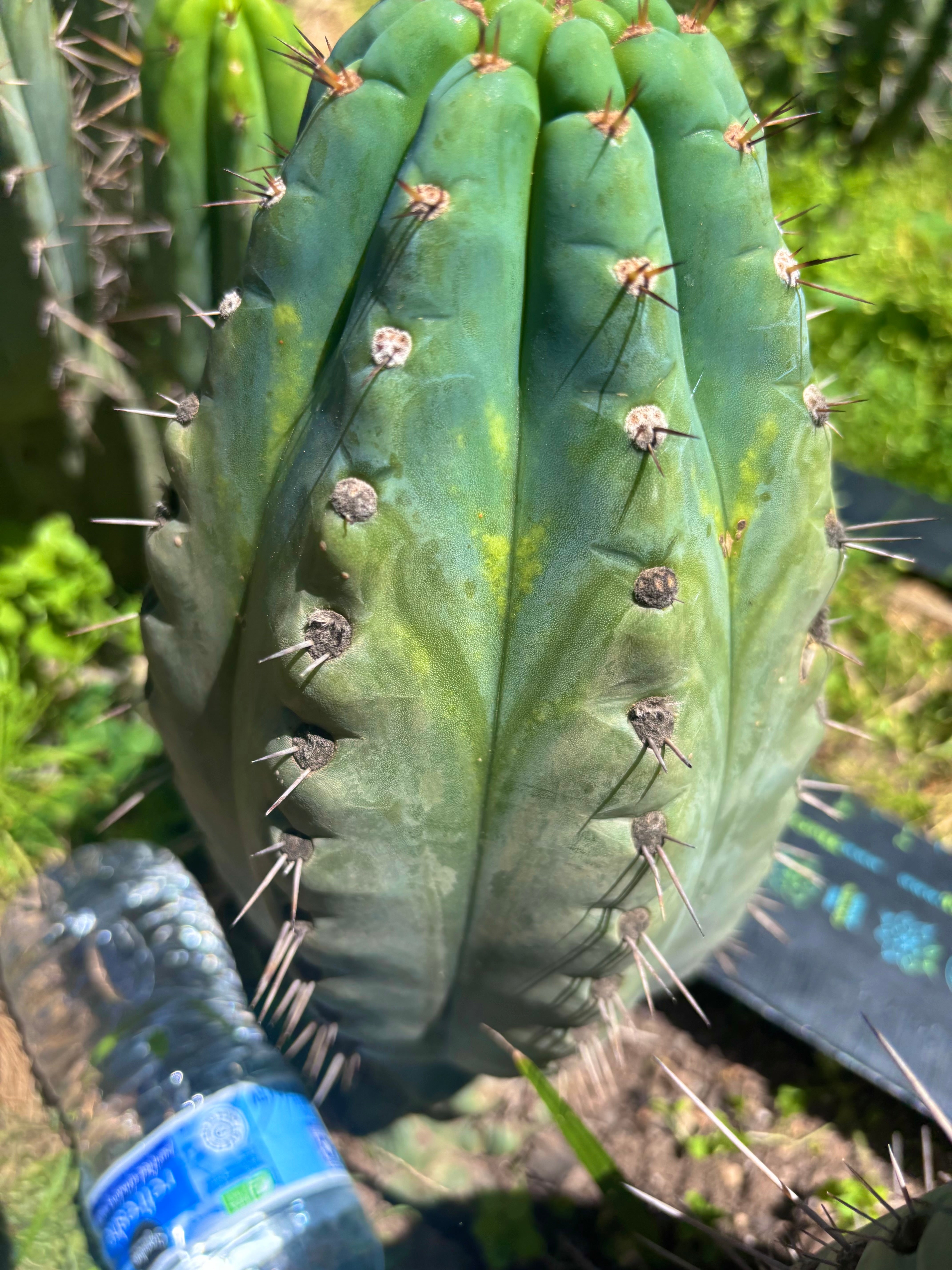 💎👑💎 Papa Smurf — Massive 11” Notch Melon