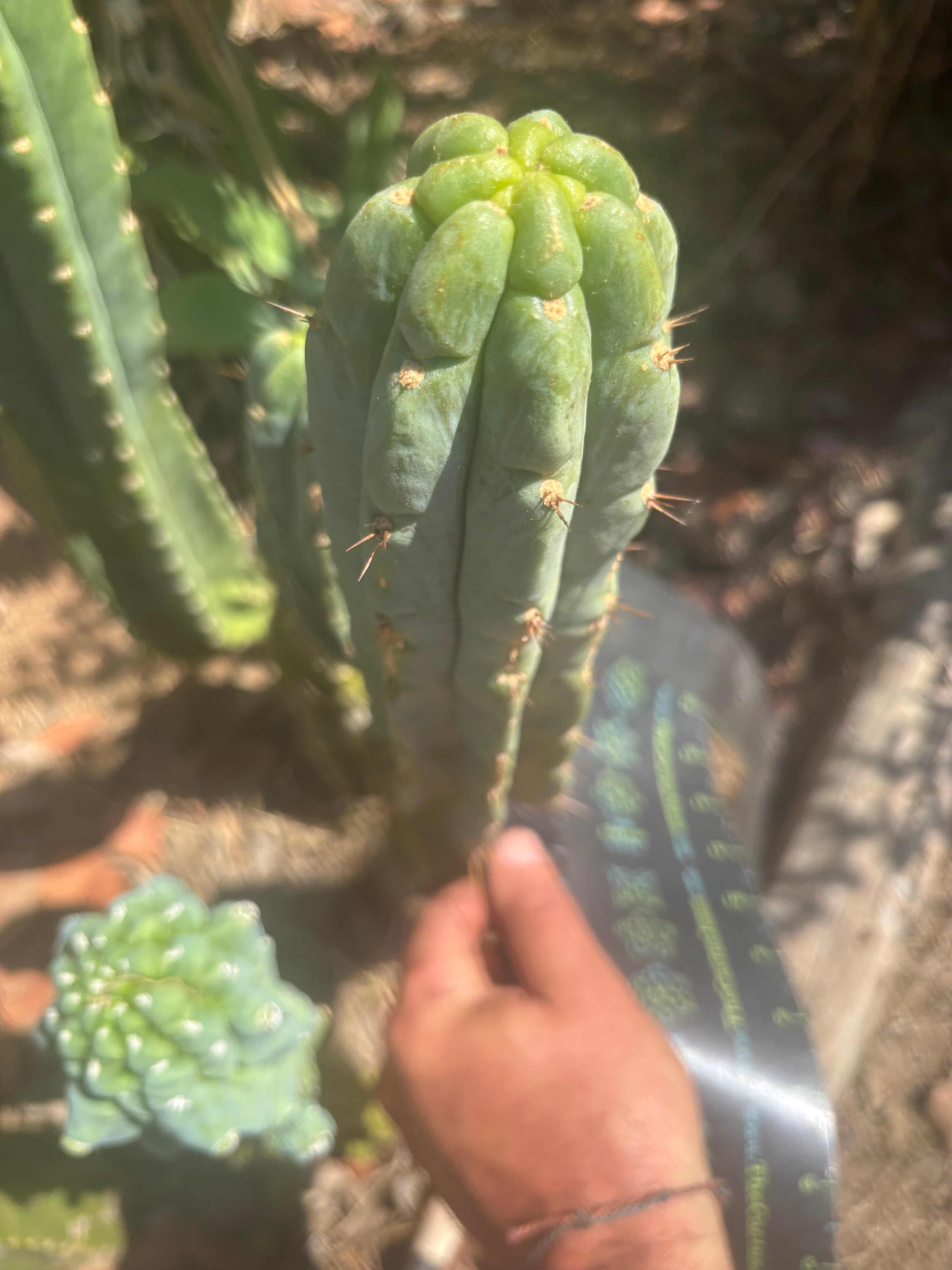 👑🌶️🌶️ Austy’s Bomb — 10.5” Pup