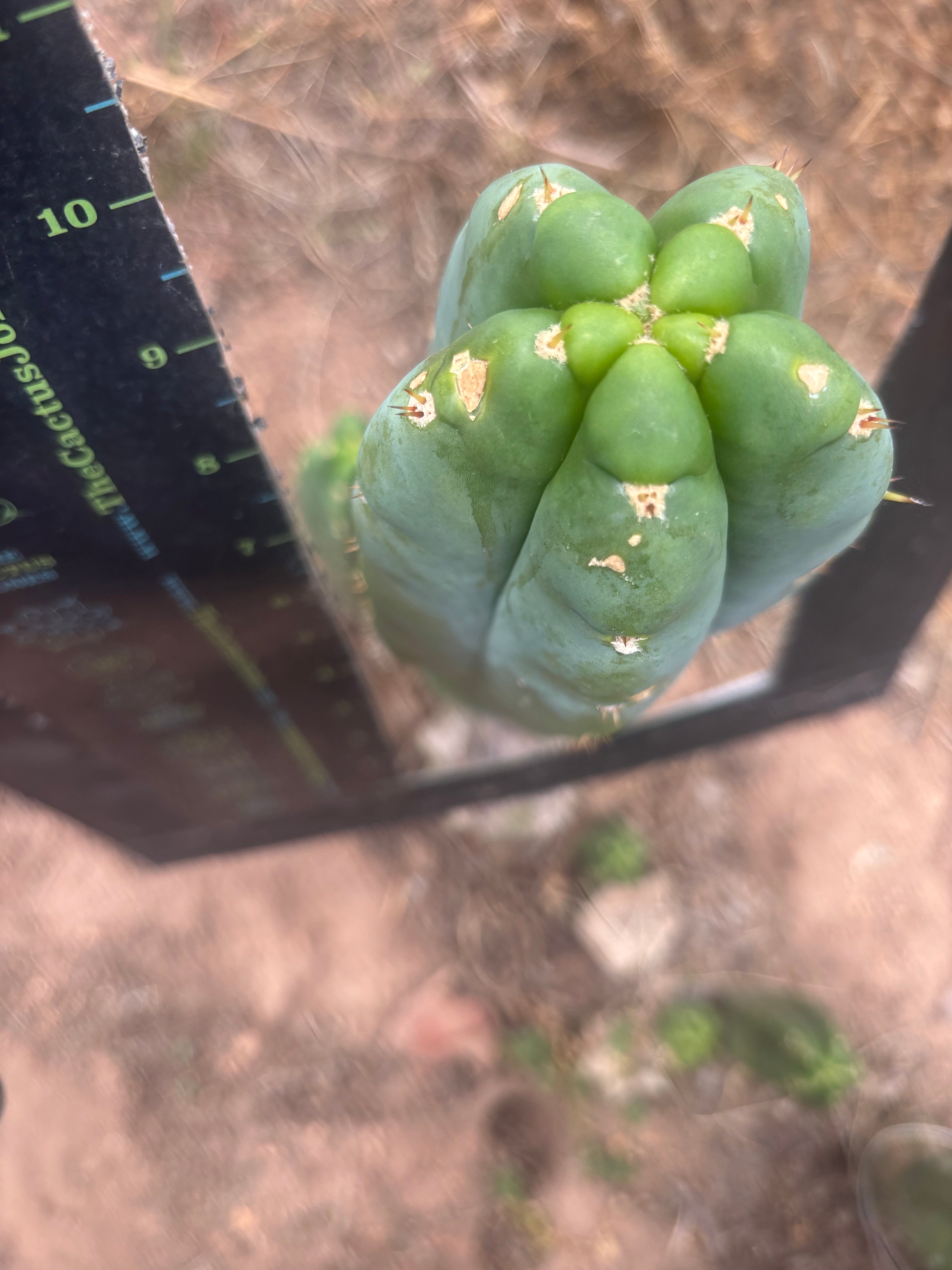 💎👑🌶️ Bob’s Colossus — Beefy 10” Tip