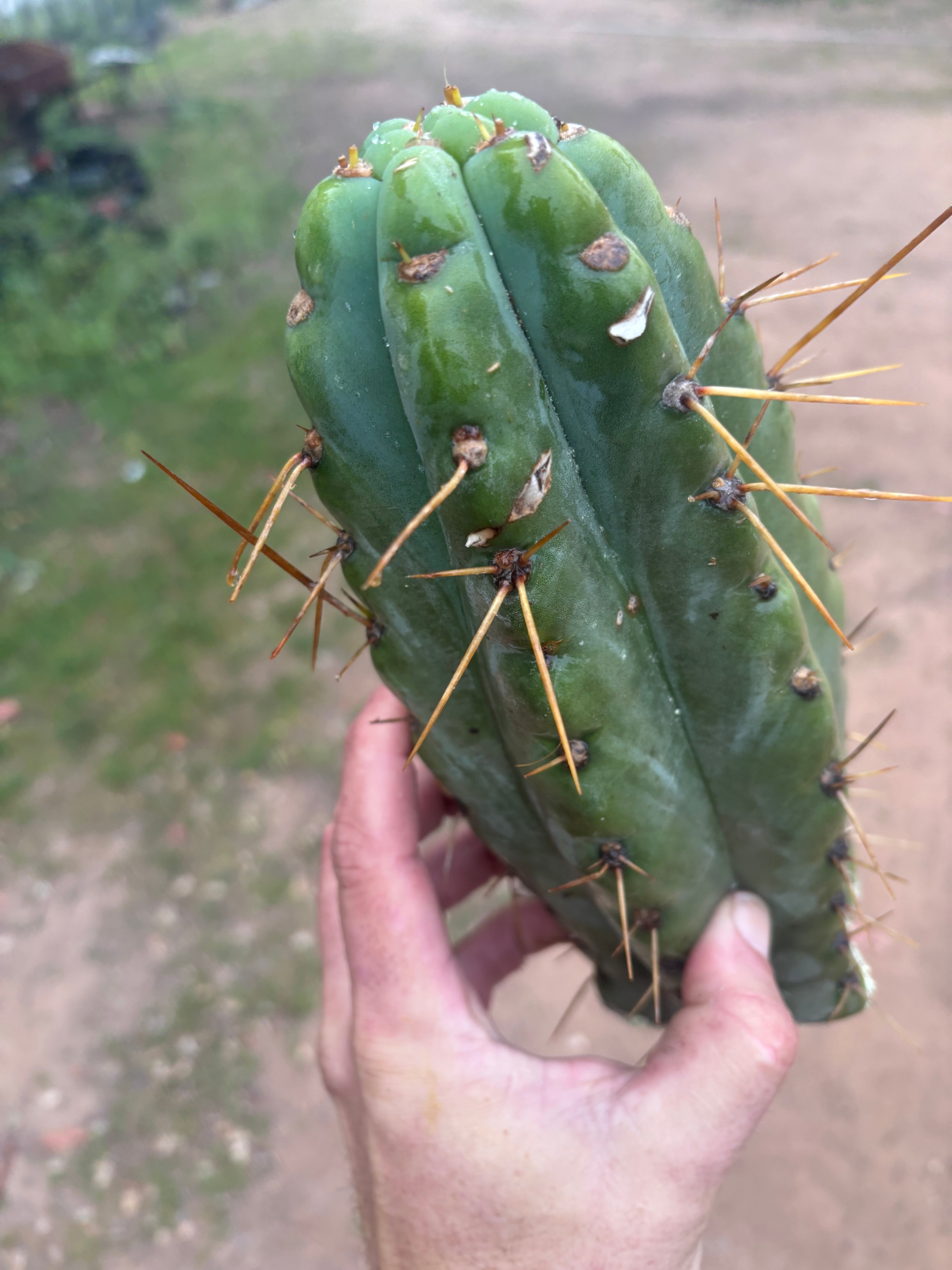 💎🌶️🌶️ NOM — Beefy 12” Tip
