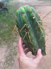 💎🌶️🌶️ NOM — Beefy 12” Tip
