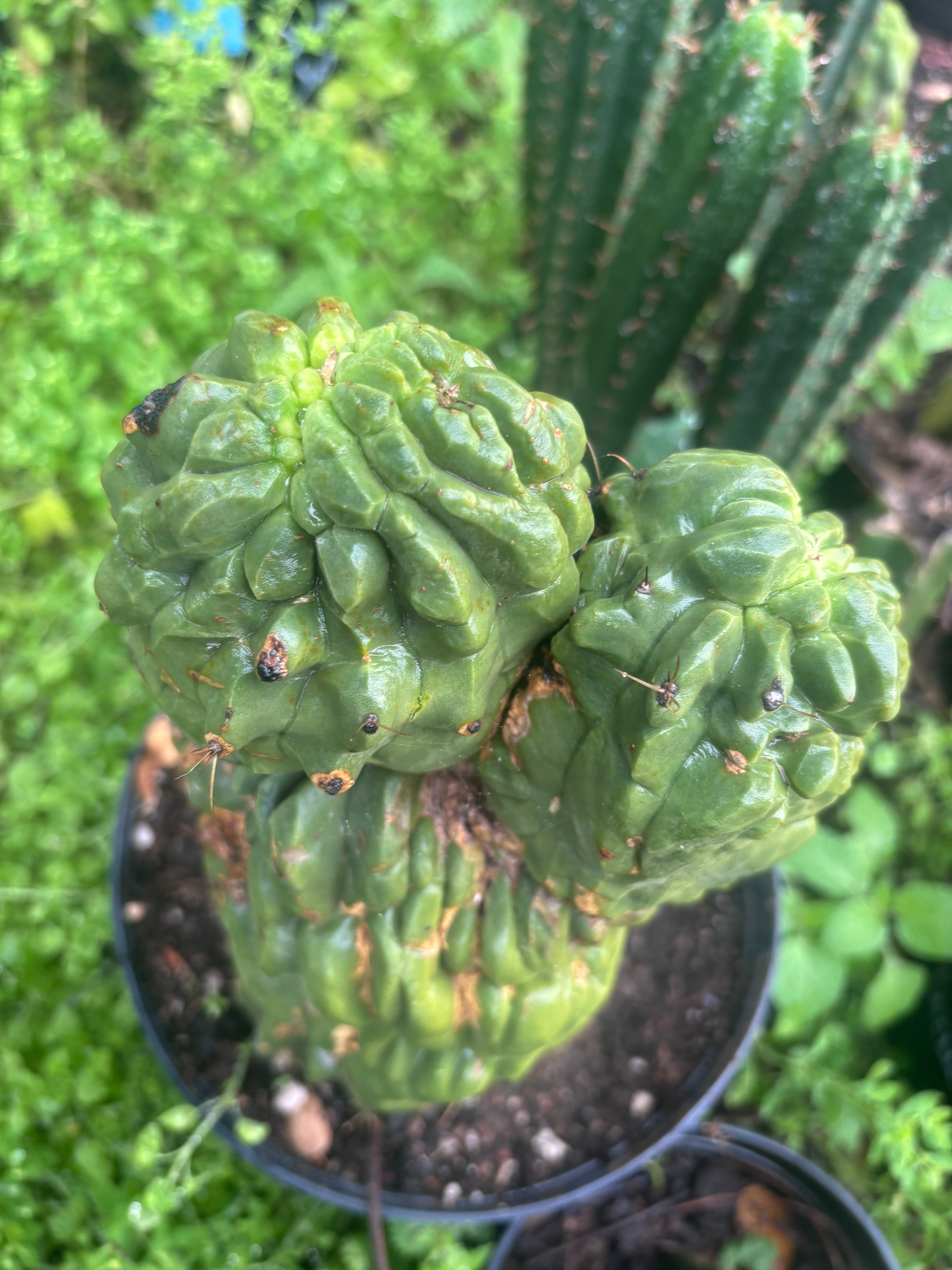 💎👑💎 Schaff — 8” Pup
