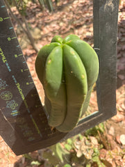👑 Primo Aussie Scop — 8” Melon Pup