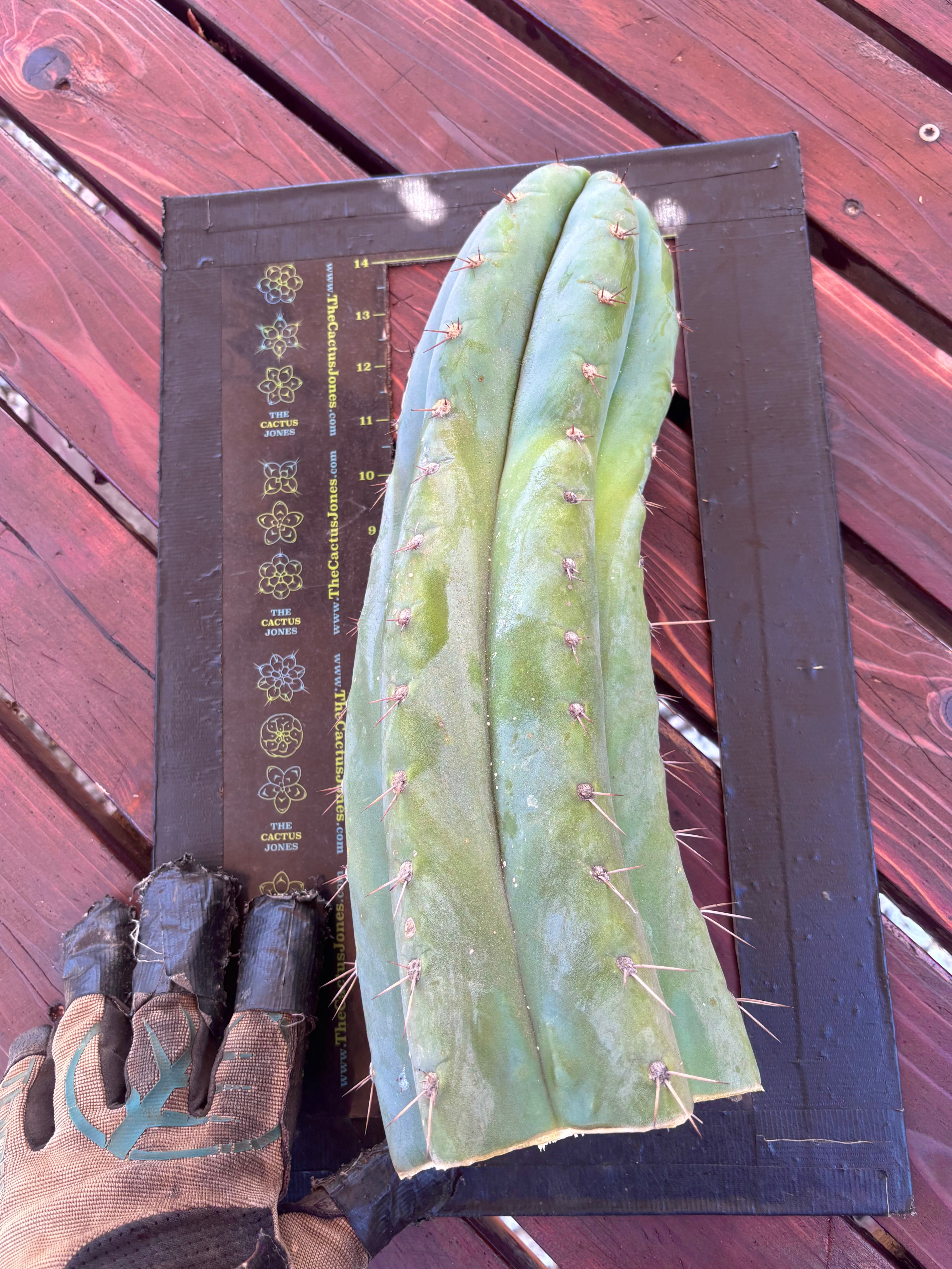 💎👑🌶️ CGG — XL 15” Tip