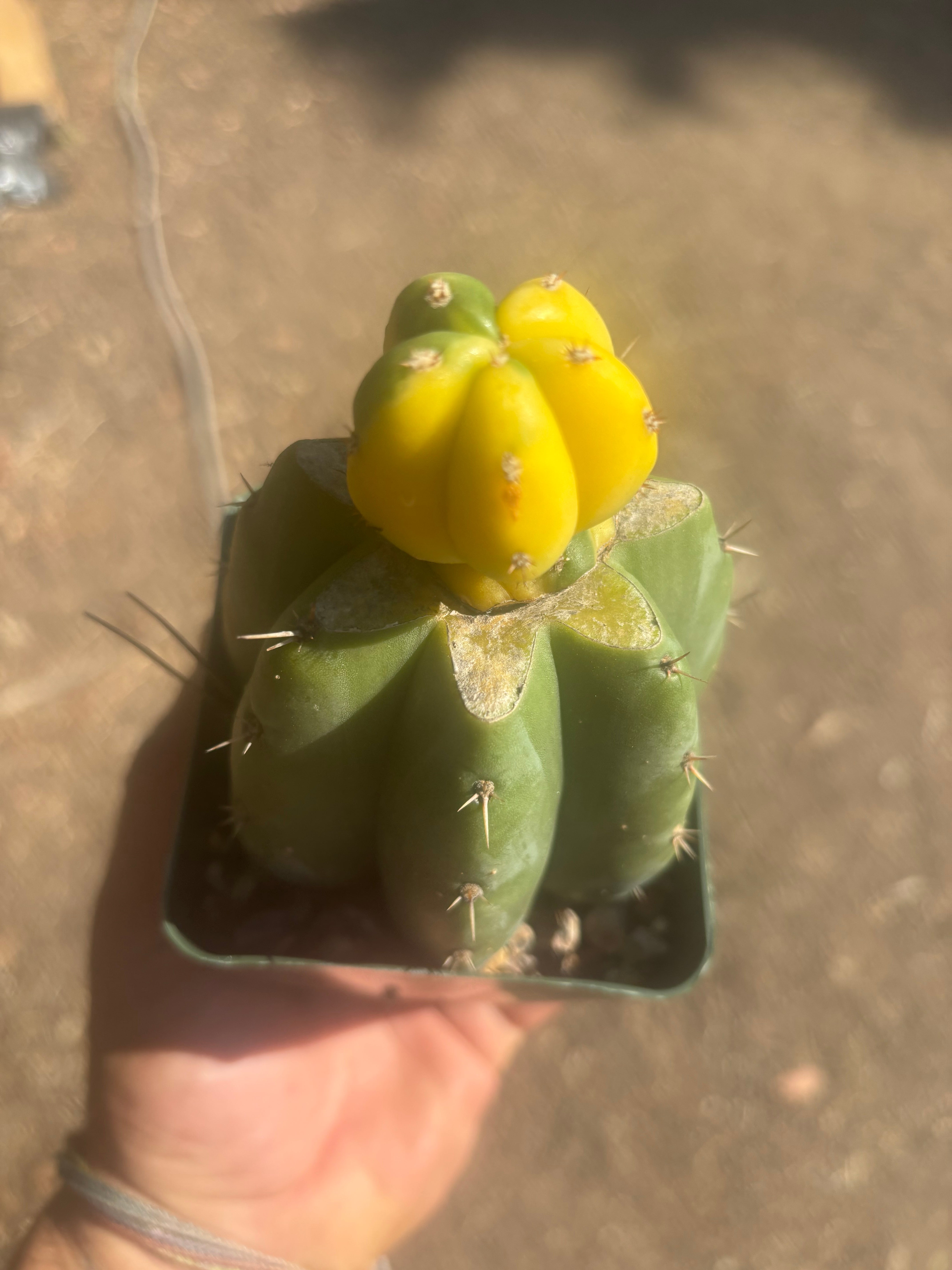 💎🔰 Ferah x Velvet, Vari #3 (FVV3)— Rooted Tip Graft