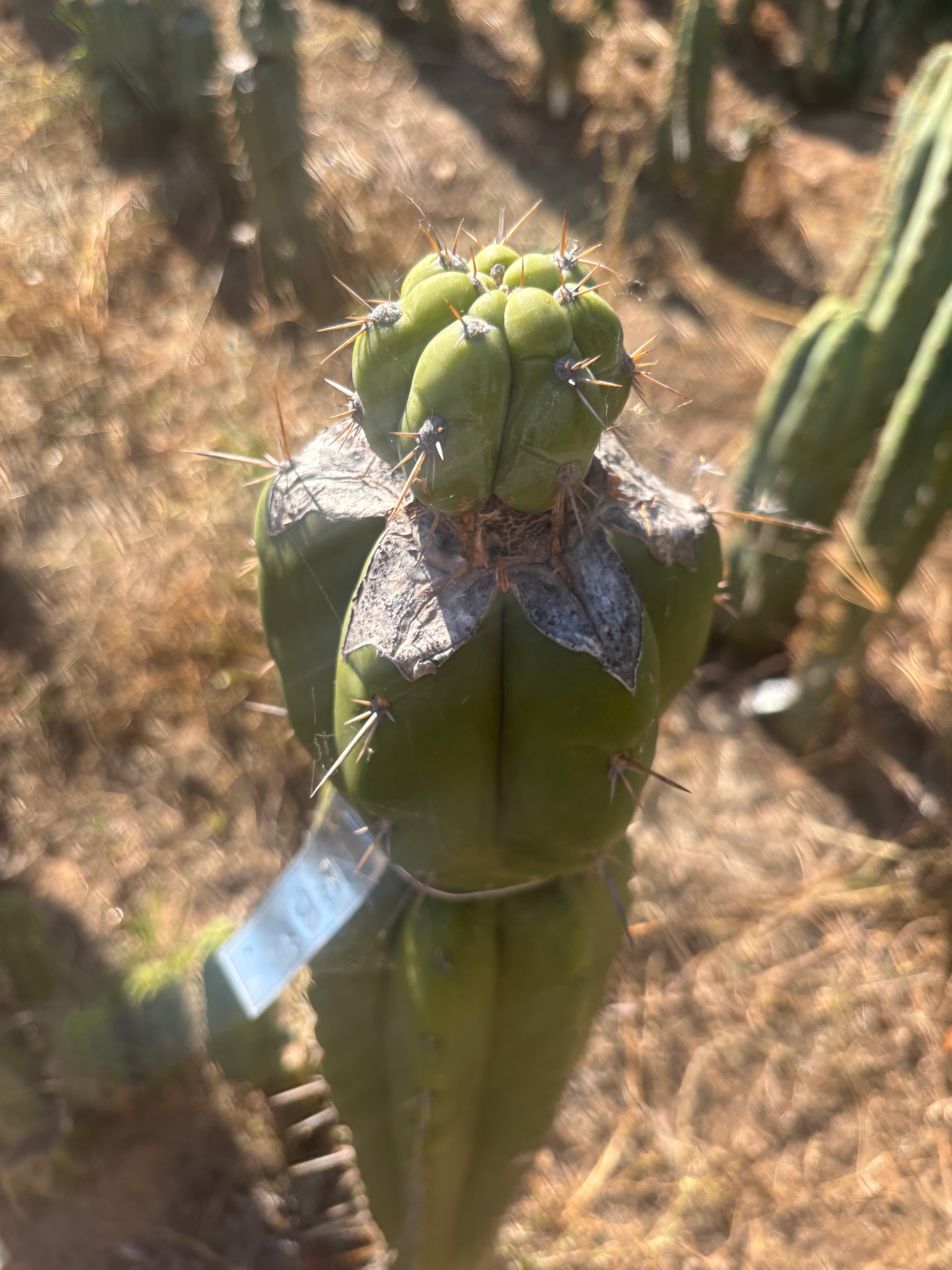 💎👑💎  Nubs! — XL Pup Graft