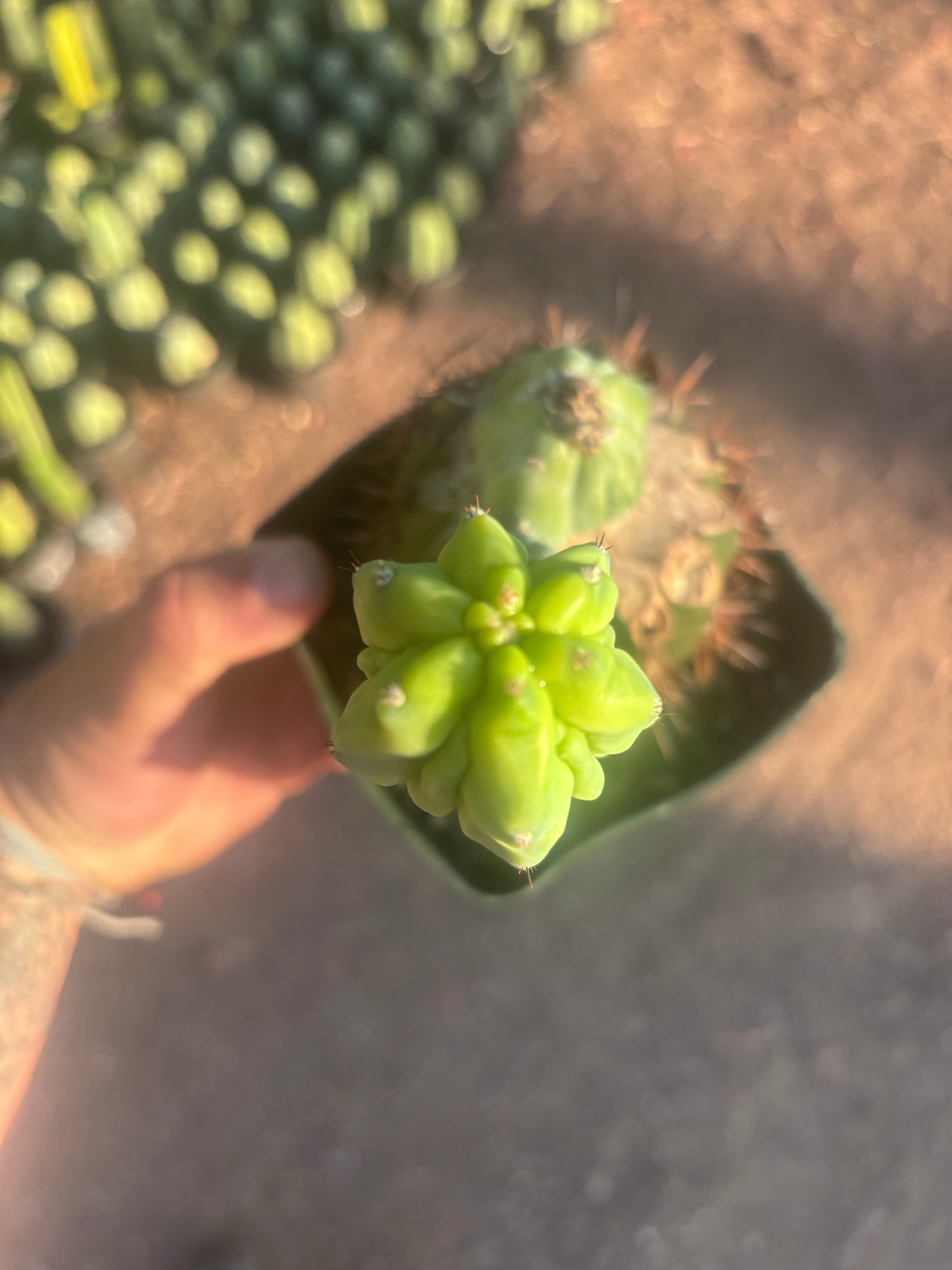 👑💎 Grecas — Rooted Butt Graft with Pup