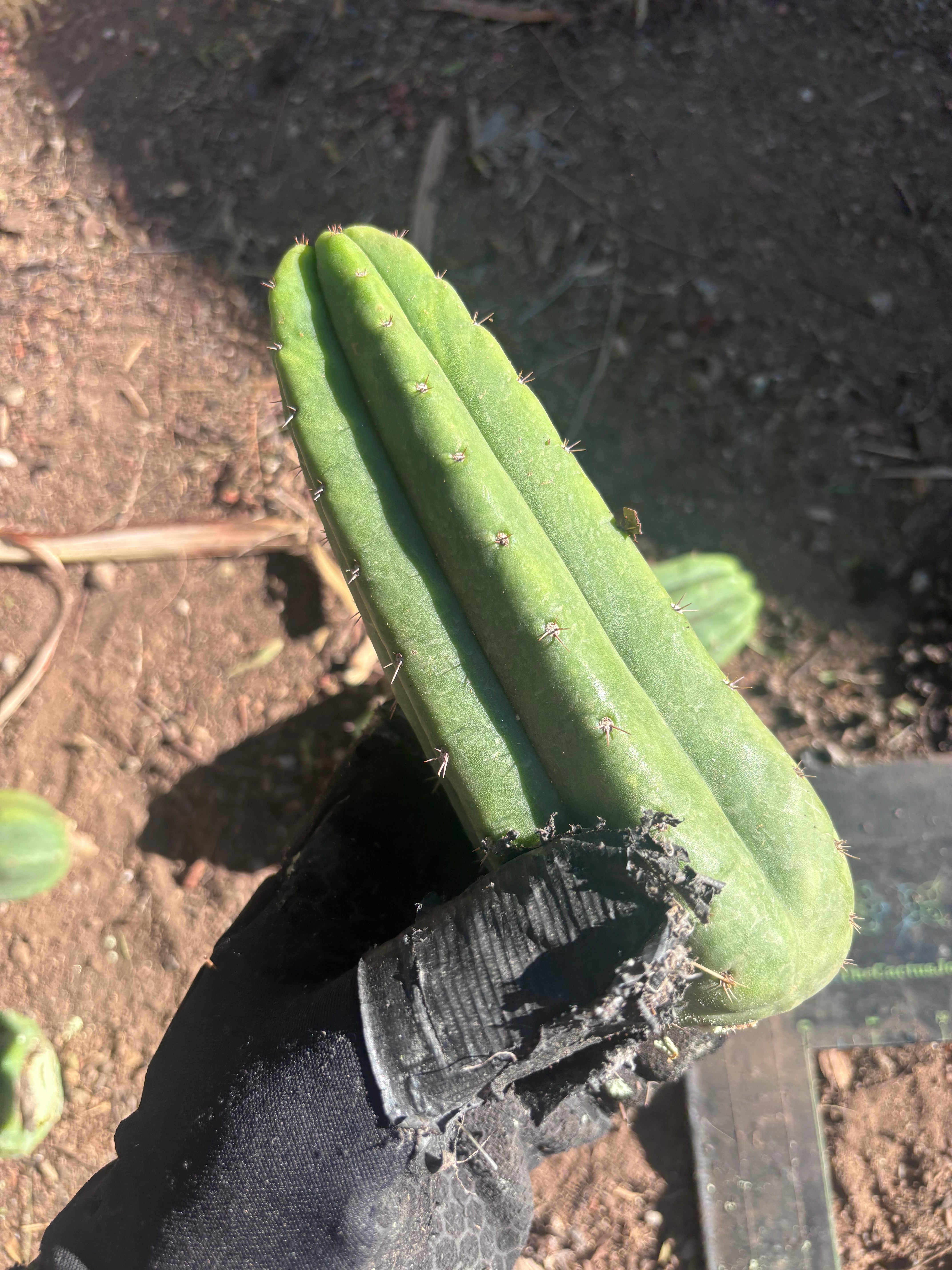 👑🌶️🌶️ Ogun — 7” Tips