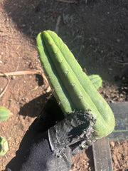 👑🌶️🌶️ Ogun — 7” Tips