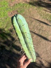 👑🌶️ Hammer2 — XL 17” Tip