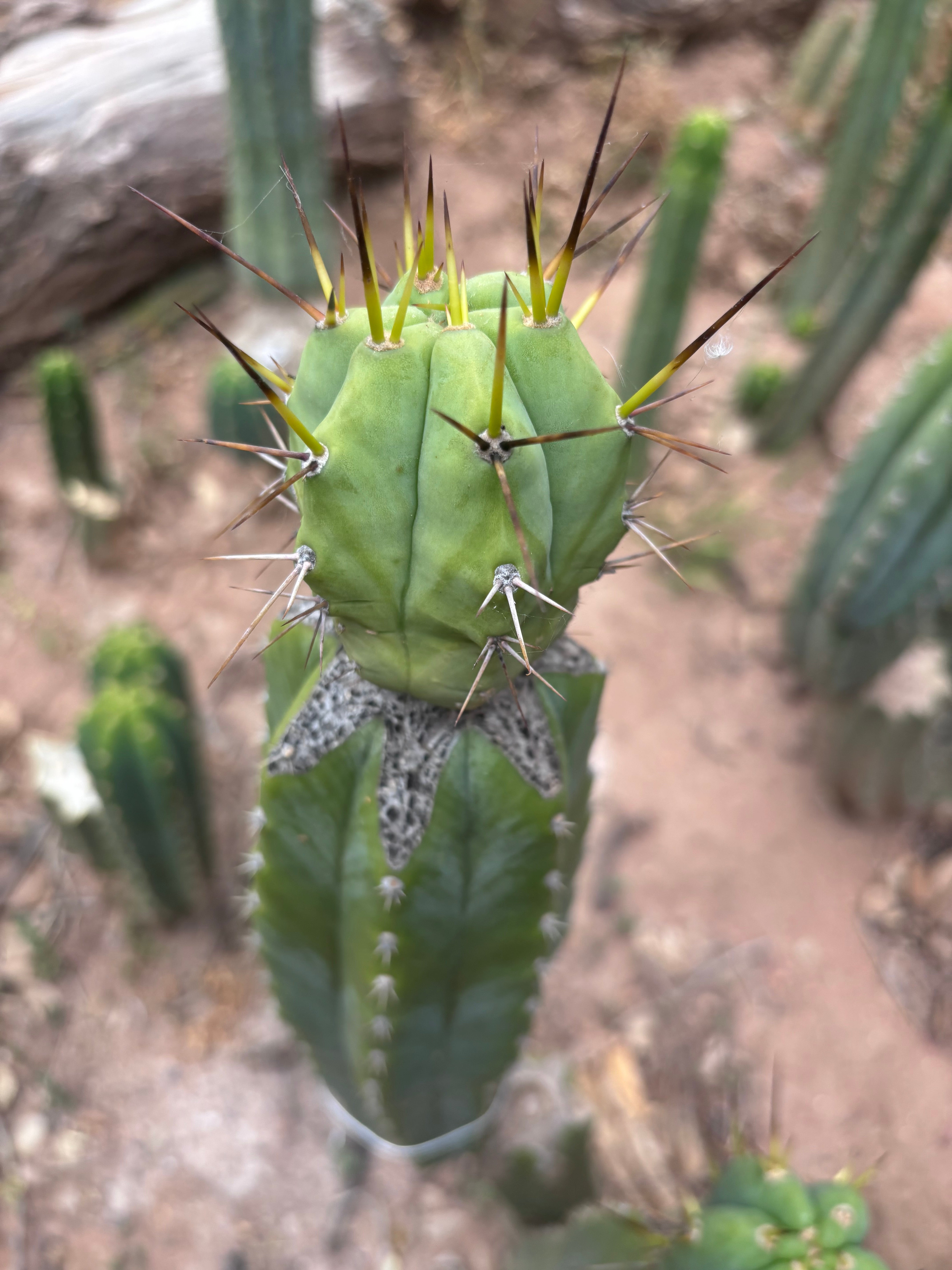 👑💎🌶️  CSD — Large Tip Graft
