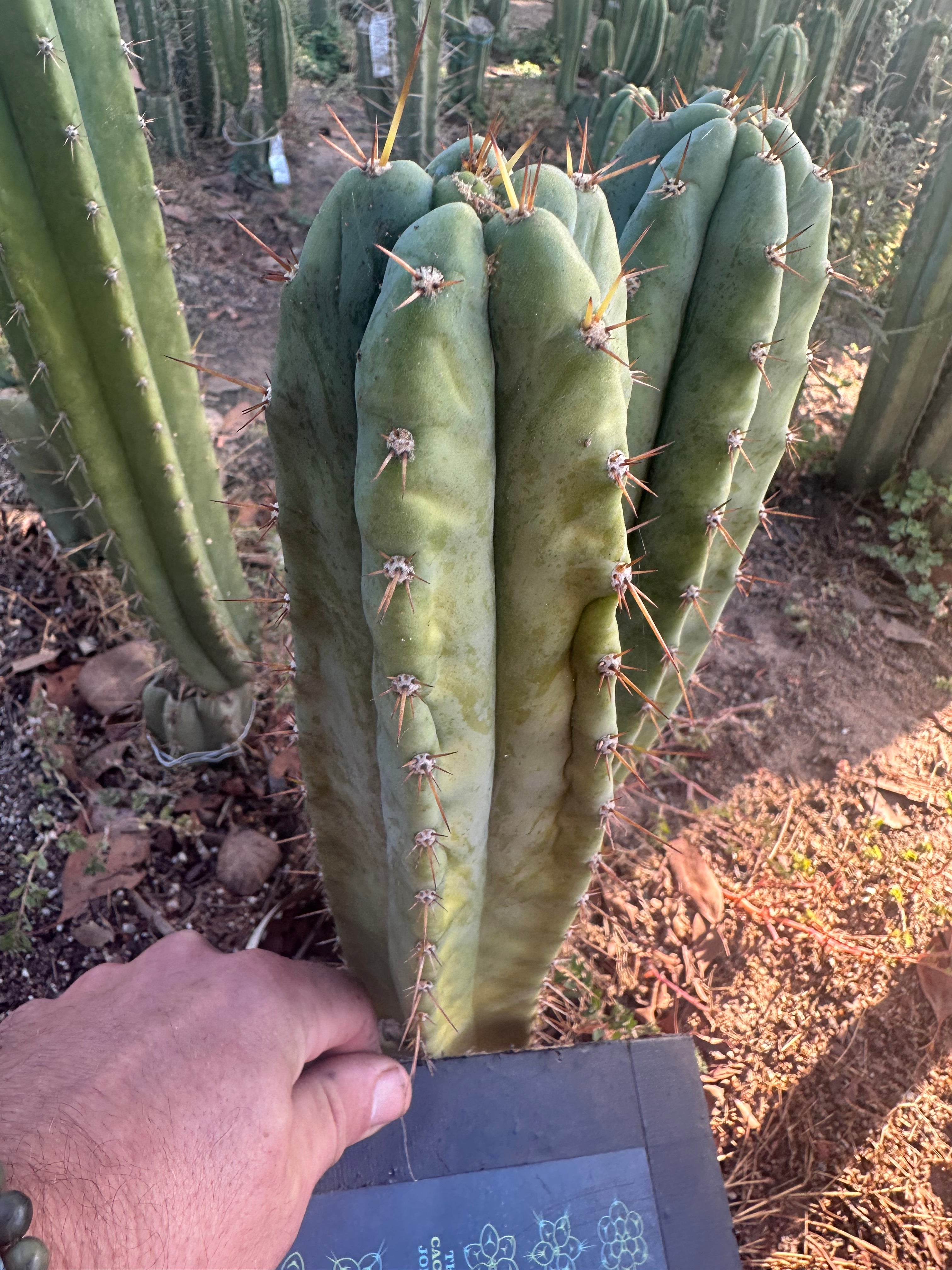 👑🌶️ Kimnach — 10” Tip