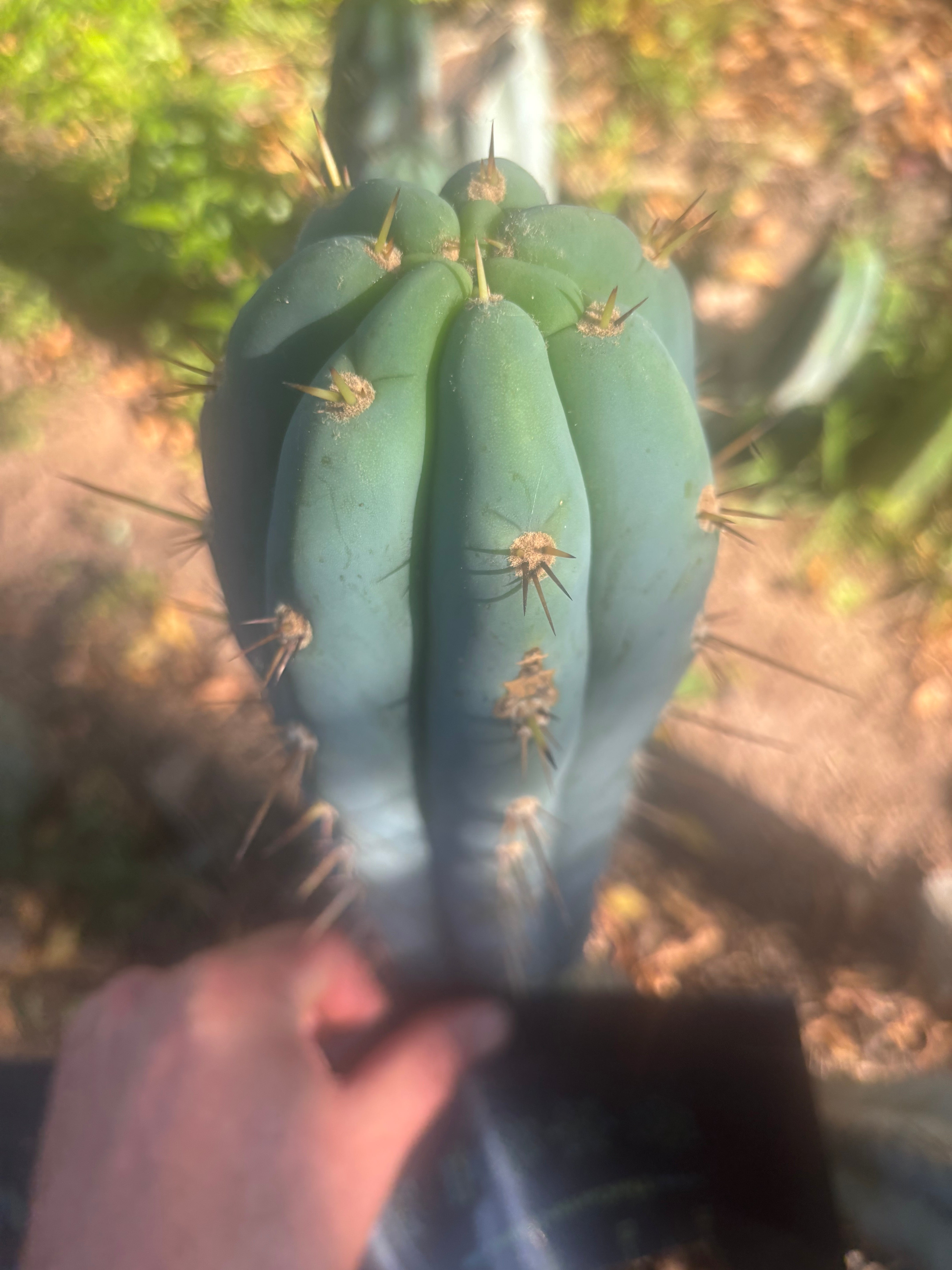 💎👑 Grandfather — 9” Tip