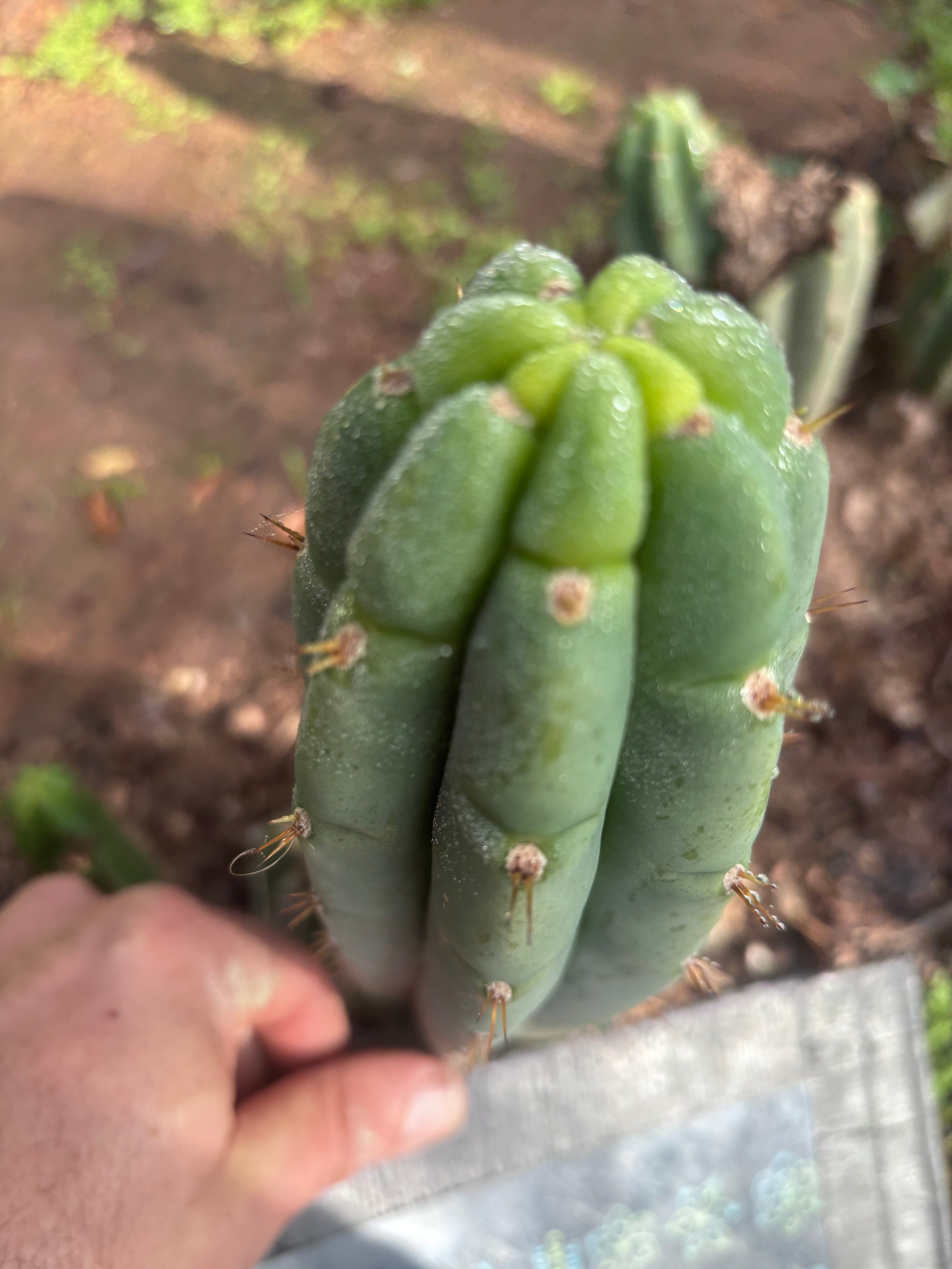 💎👑🌶️🌶️ Austy’s Bomb — 7” Tip