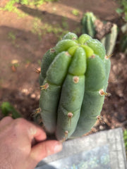 💎👑🌶️🌶️ Austy’s Bomb — 7” Tip