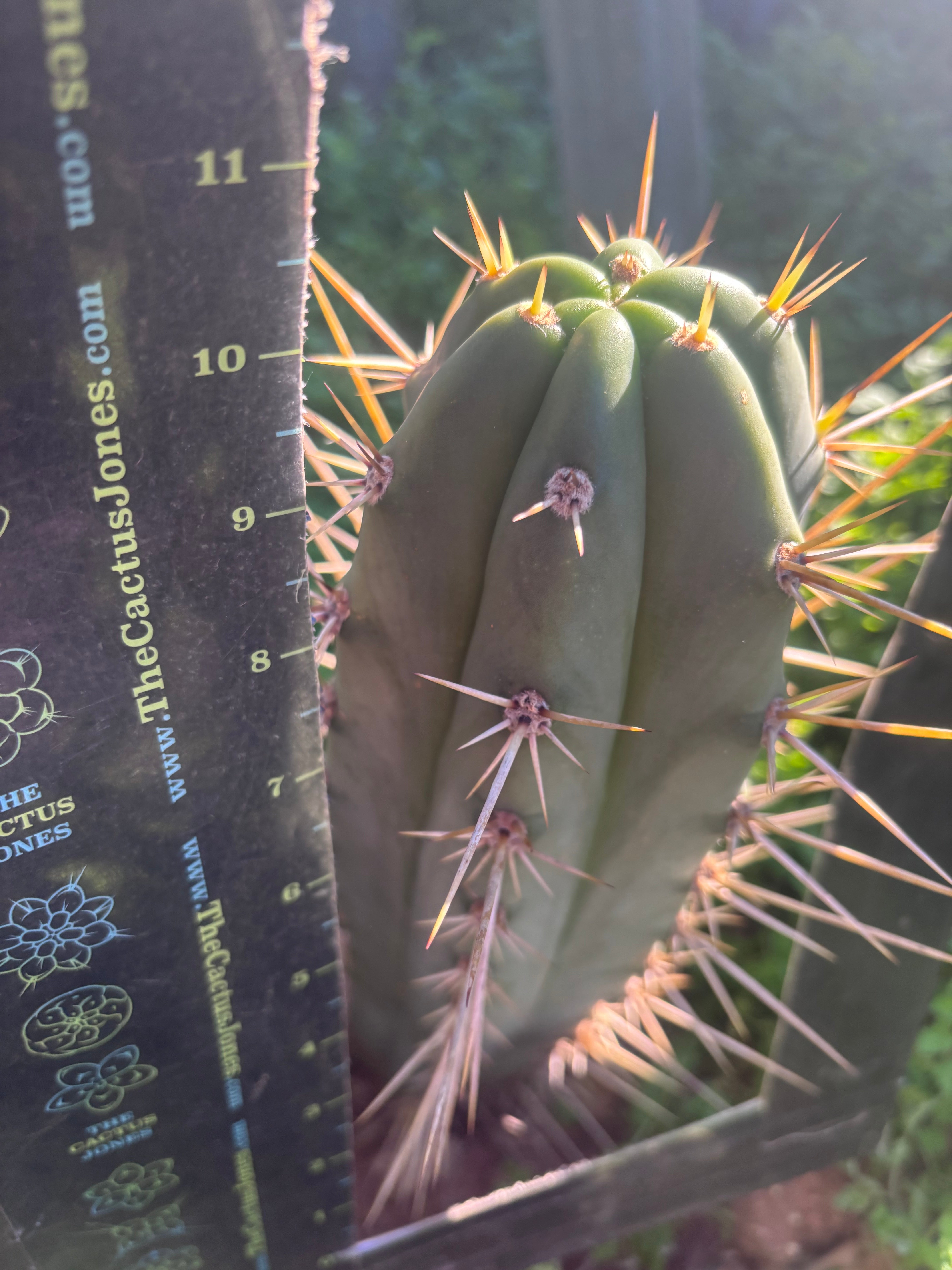 💎👑 BK08612.4 — Huachuma de Chavin — Chonky 10” Tip