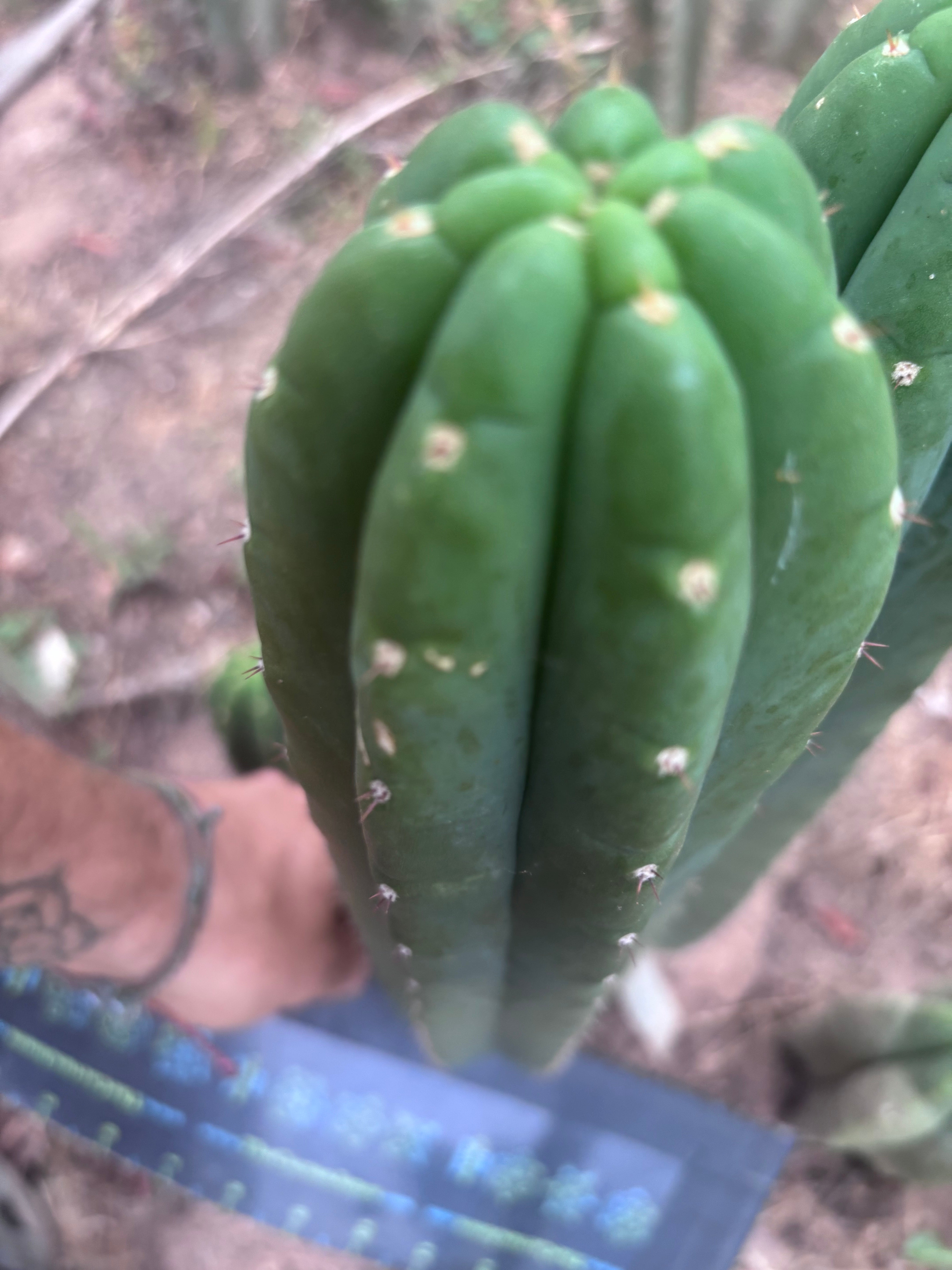 👑🌶️ Hugh — XL 14” Tip