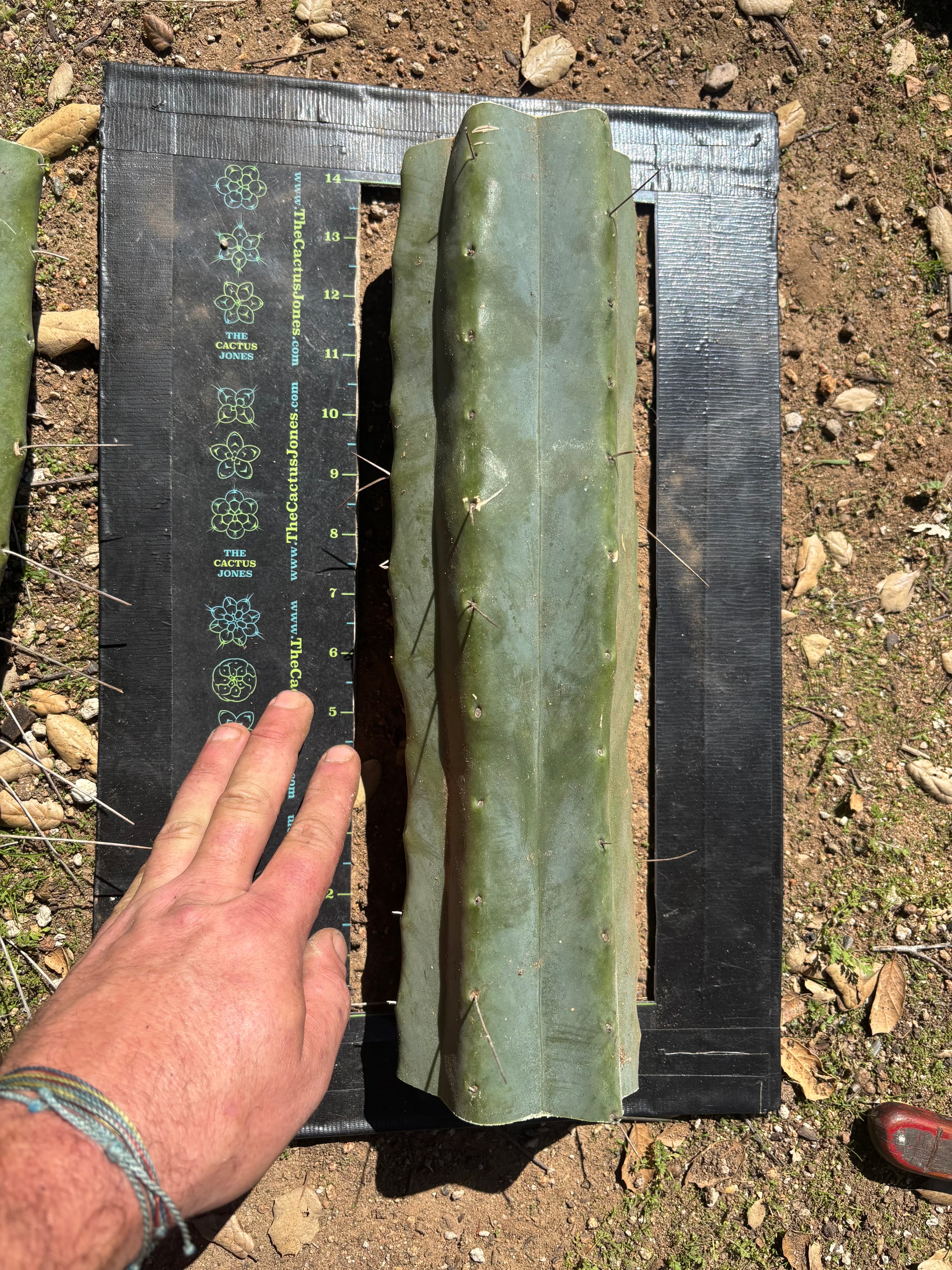 👑🌶️ Chucky — Massive 14” Mids