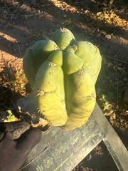 👑💎🌶️ Bob’s Colossus—  Beefy 9” Pup