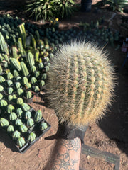 💎 T. Atacamensis — 10” x 8” Melon