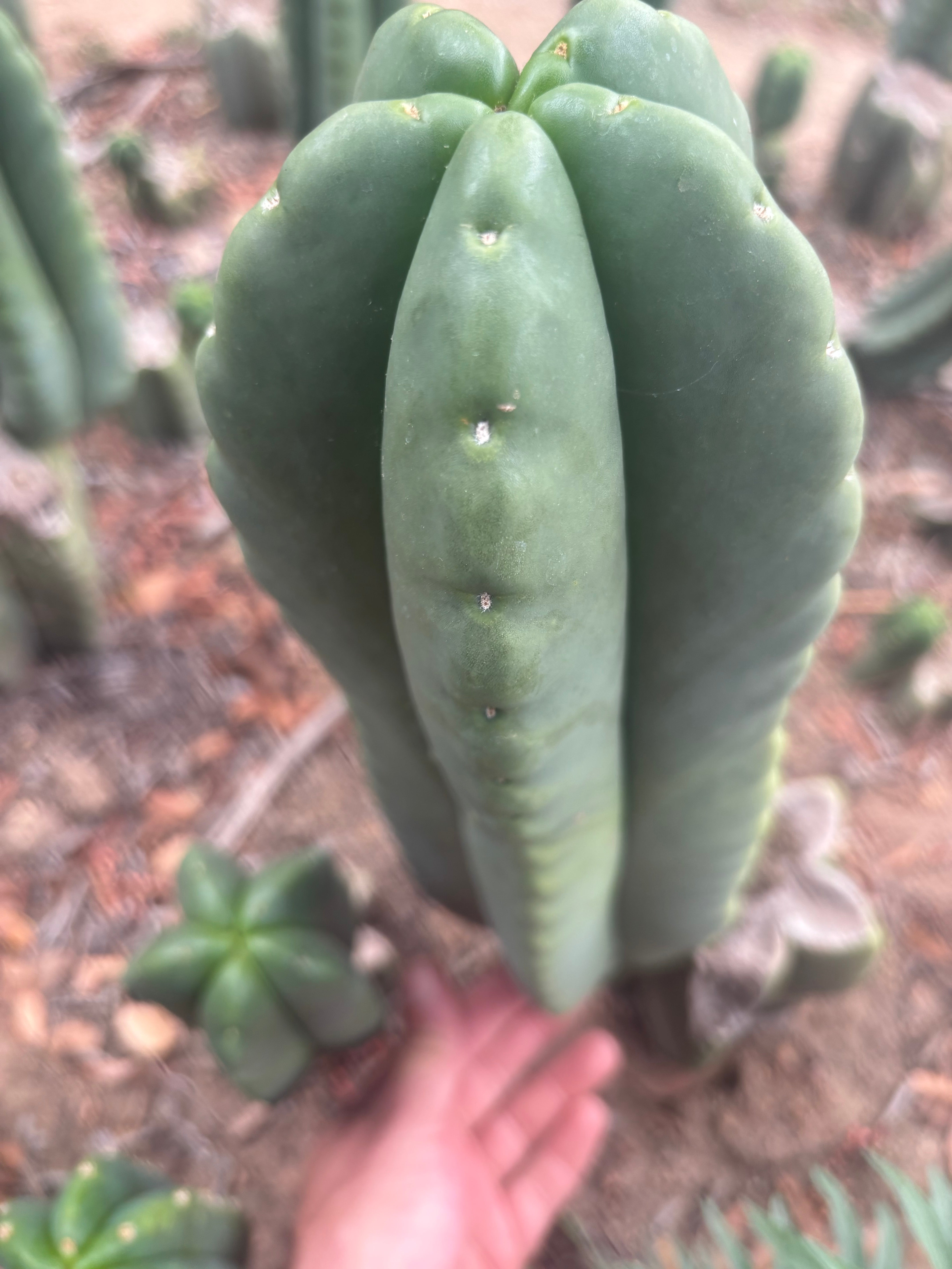 💎👑💎🌶️ Ferah — 13” Beast Pup