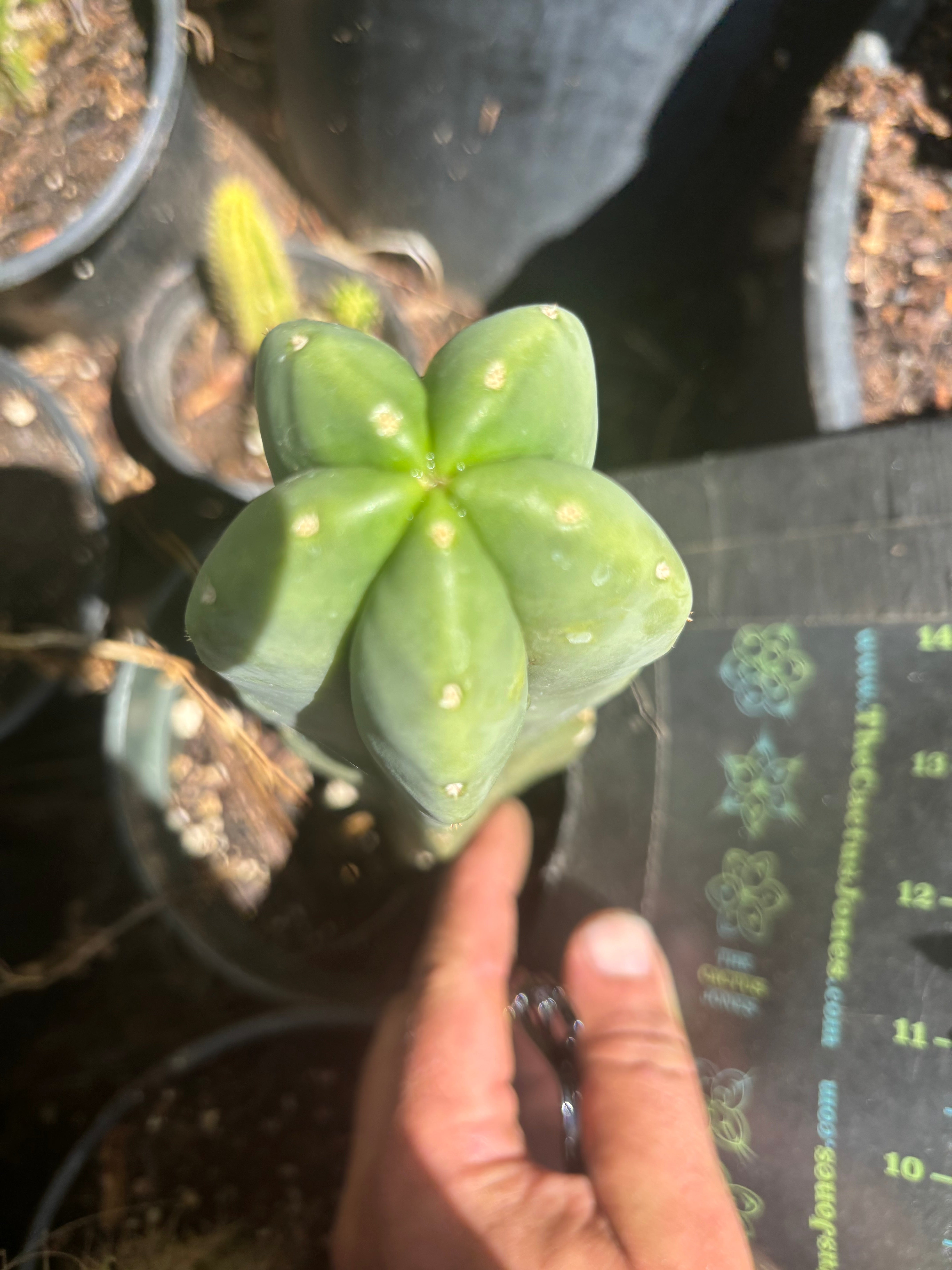 👑 Bondi Beach — 6” Tip