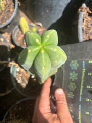 👑 Bondi Beach — 6” Tip
