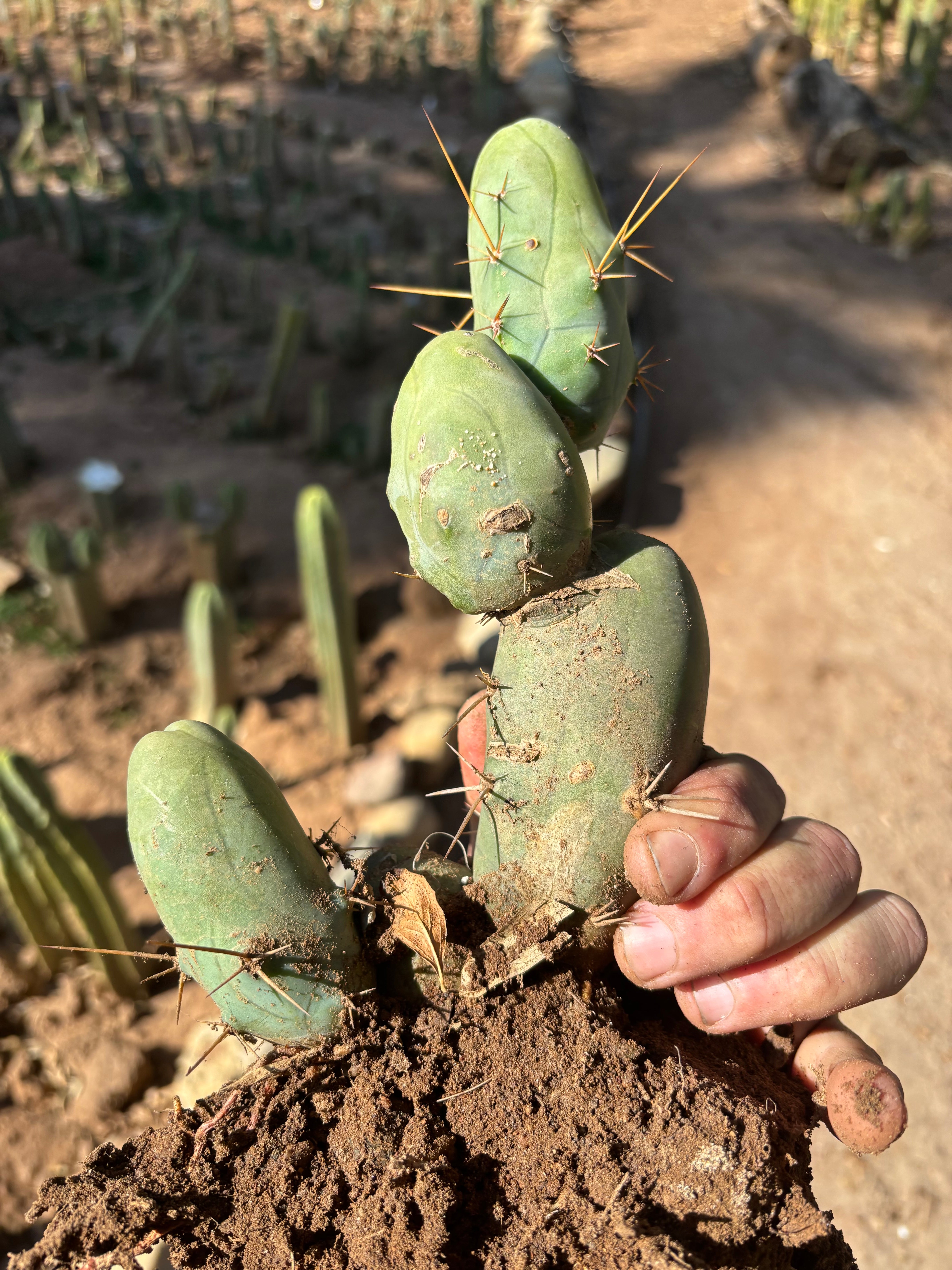👑🌶️🌶️  TBM Clone B — XL Fully Rooted