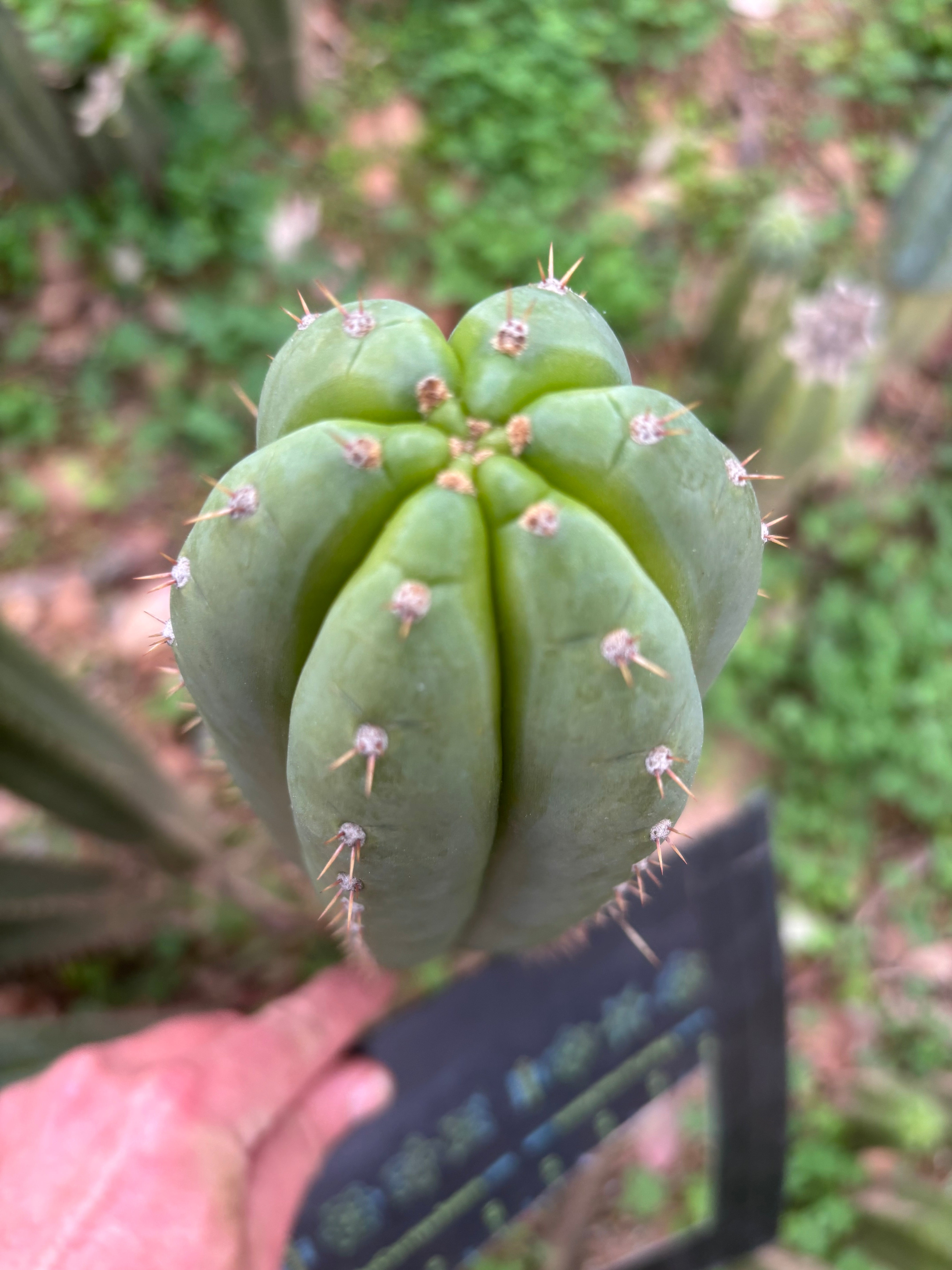 Fields x Yowie  — 10” Tips