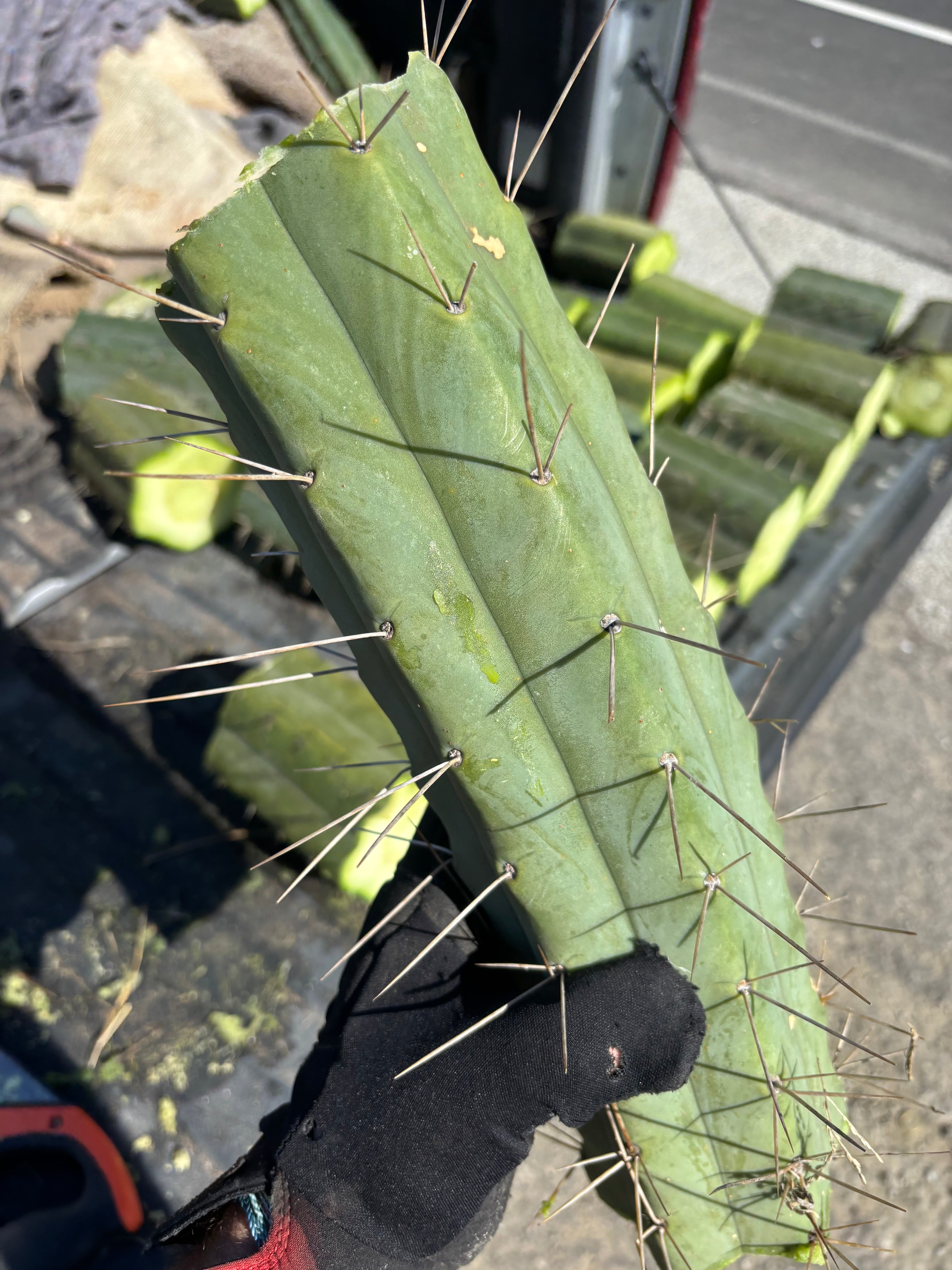 👑🌶️🌶️ Eileen — Massive 14” Mid