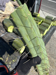 👑🌶️🌶️ Eileen — Massive 14” Mid