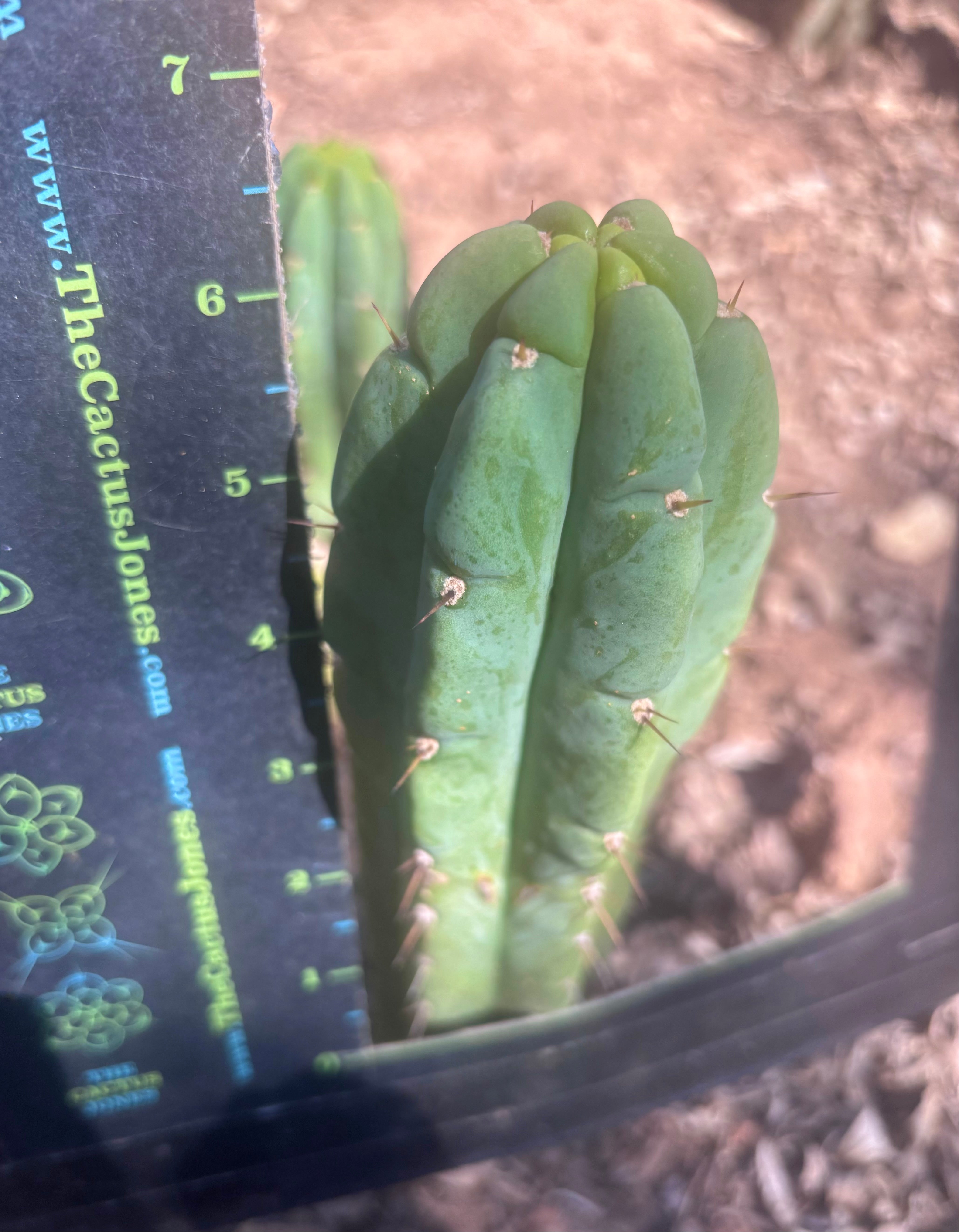 💎👑🌶️🌶️ Austy’s Bomb — 6.5” Tip