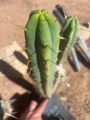 🌶️ 805 — 15” Tip