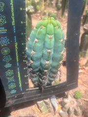 👑💎 Los Gentiles — Flawless 8.5” Pup