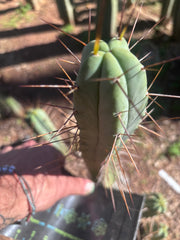 👑🌶️🌶️ Dulzura — 10” Tips (Restocked)